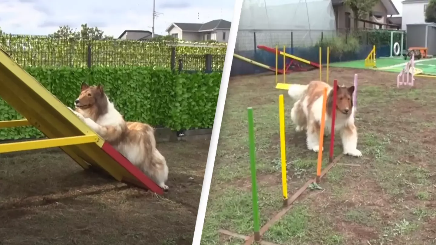 Man who spent $14,000 to 'become a dog' attempts agility course with surprising results