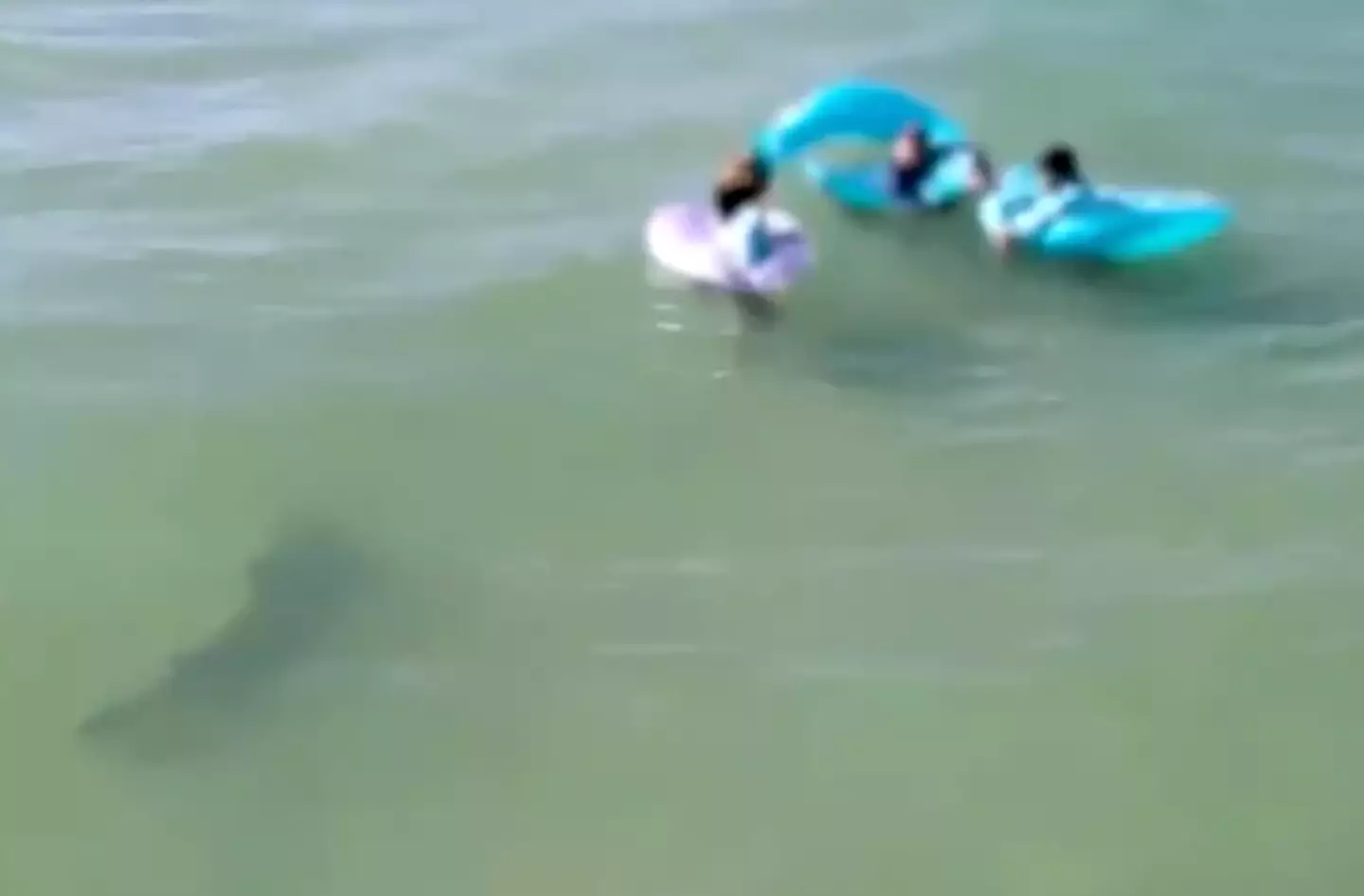 Super spooky drone footage captured in Florida shows a shark sneaking up on oblivious bathers.