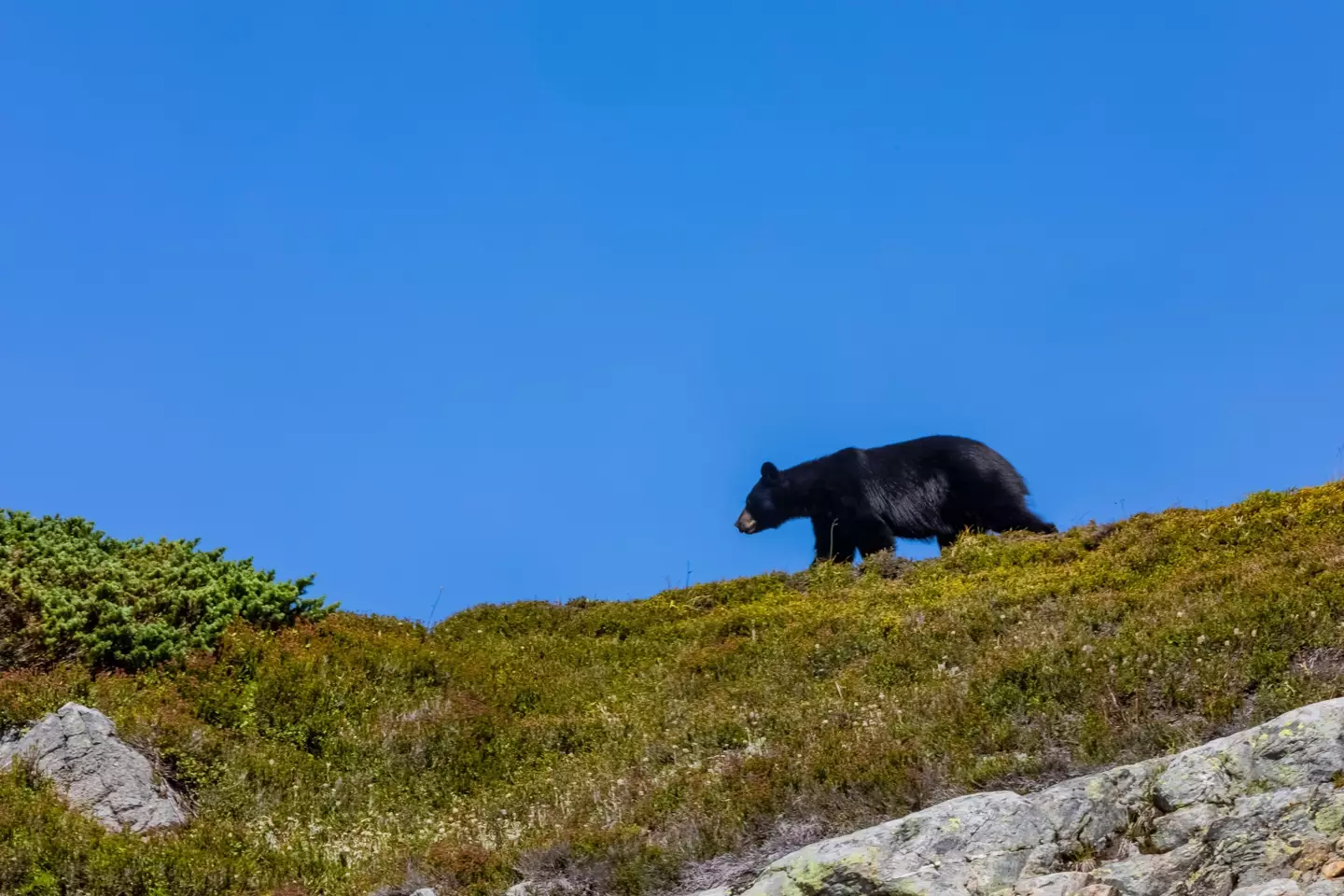 People are advised to make loud noises and 'fight back' when facing a charging black bear.