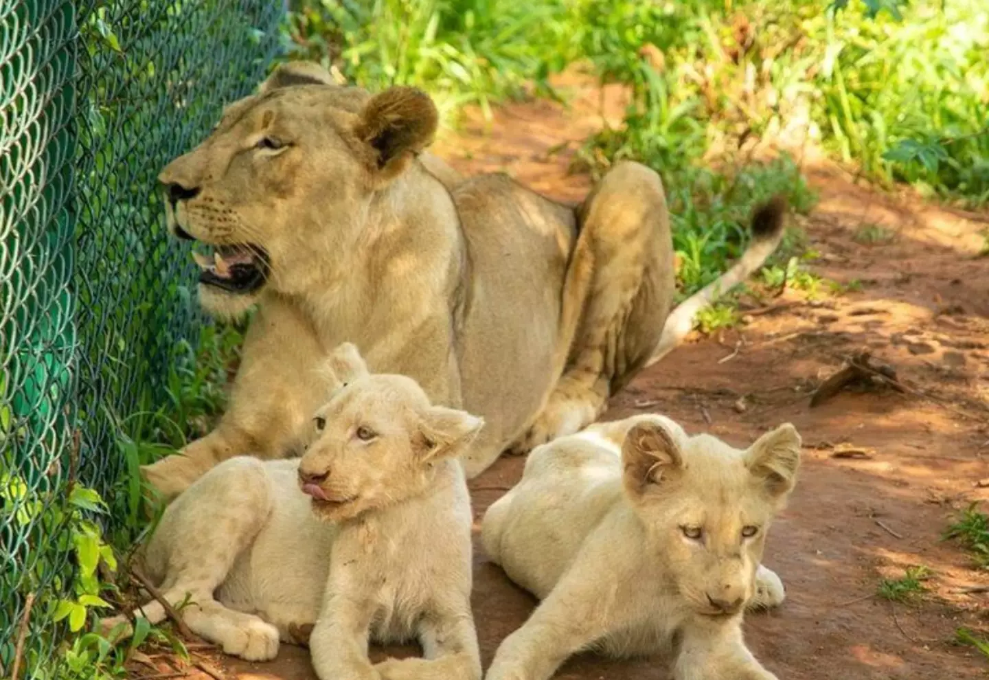 The zoo is home to a lion, lioness, and two cubs.