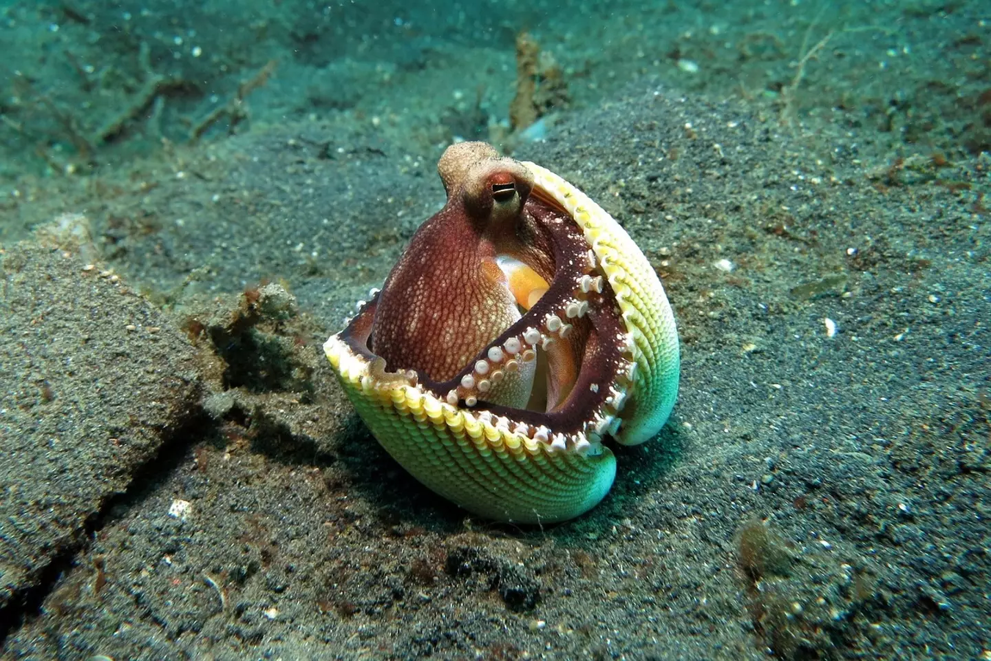 An octopus using a shell for protection or hunting.