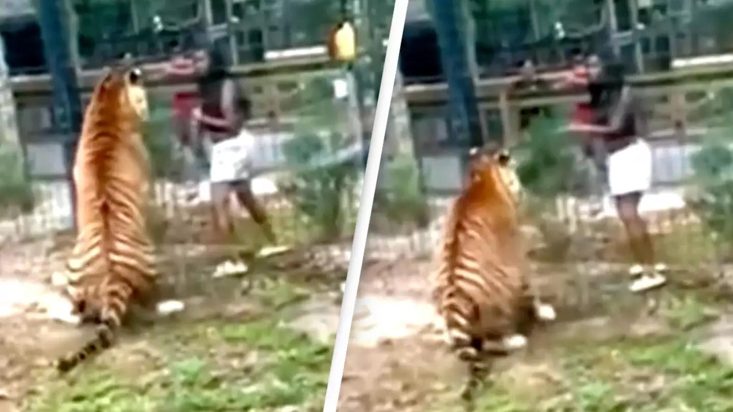 Terrifying footage shows woman climbing zoo fence and enticing tiger before it nearly bites her hand