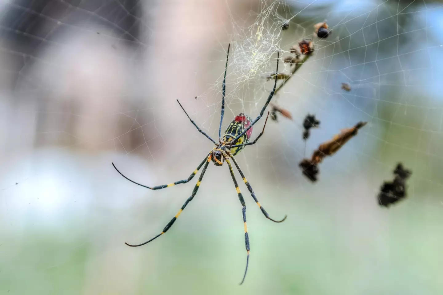 A Joro spider. (Alamy) 