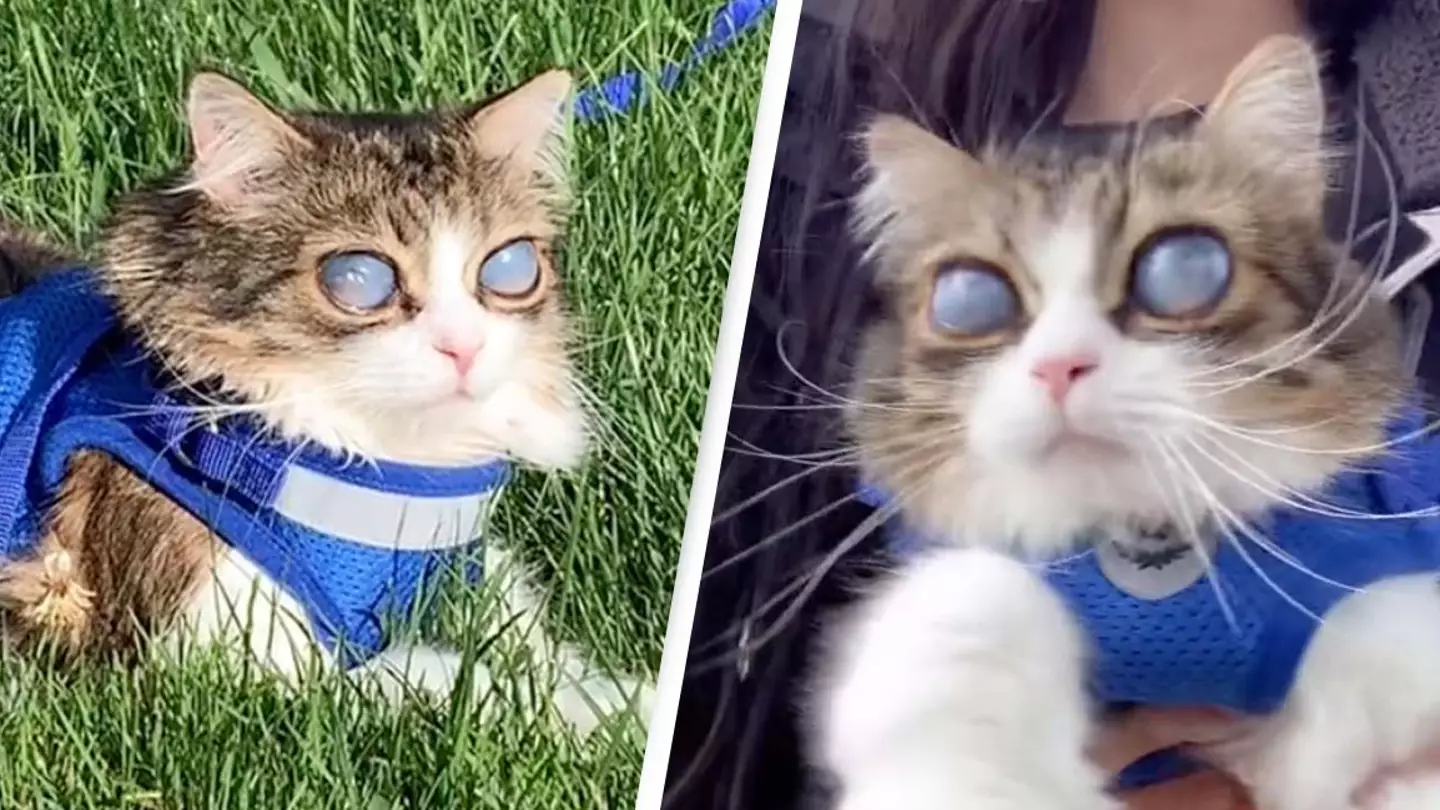 Cat With Rare Disorder Stuns Internet With ‘Cosmic Moon Eyes’