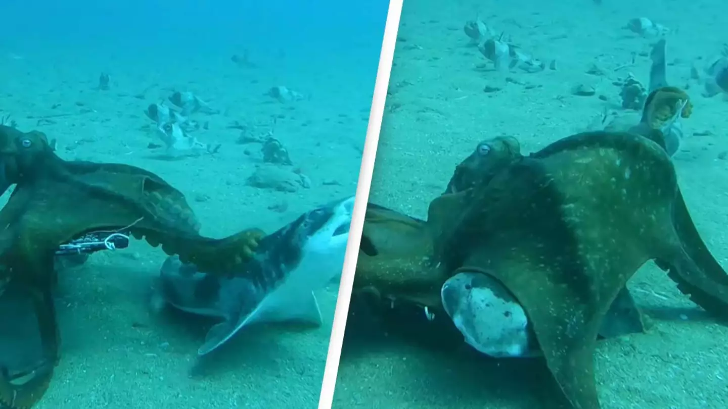 New fear unlocked as octopus is seen trying to eat a shark in shocking footage