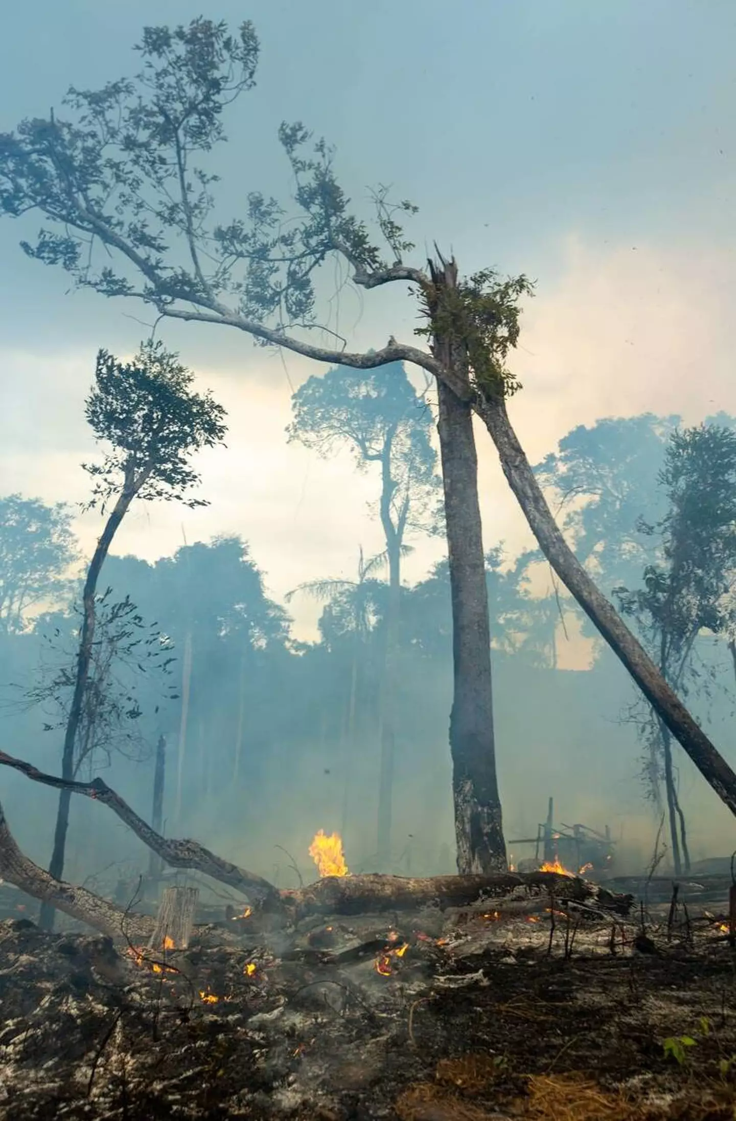 Amazon rainforest on fire (Alamy)