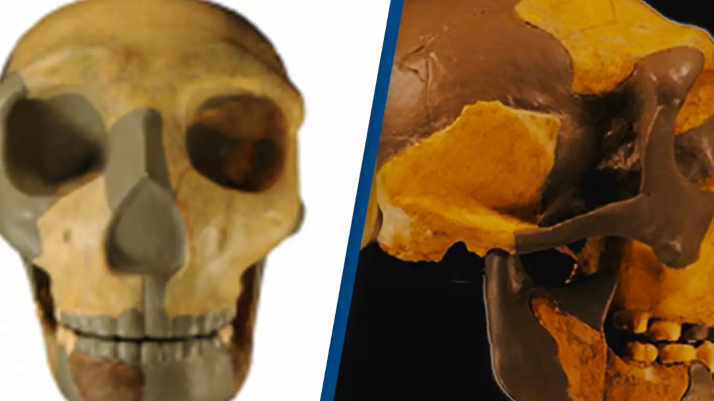 Scientists believe they might have found a new species of human after discovering ancient skull