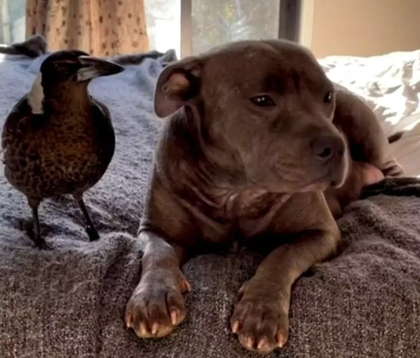 Molly the magpie befriended Staffordshire Bull Terrier Peggy.