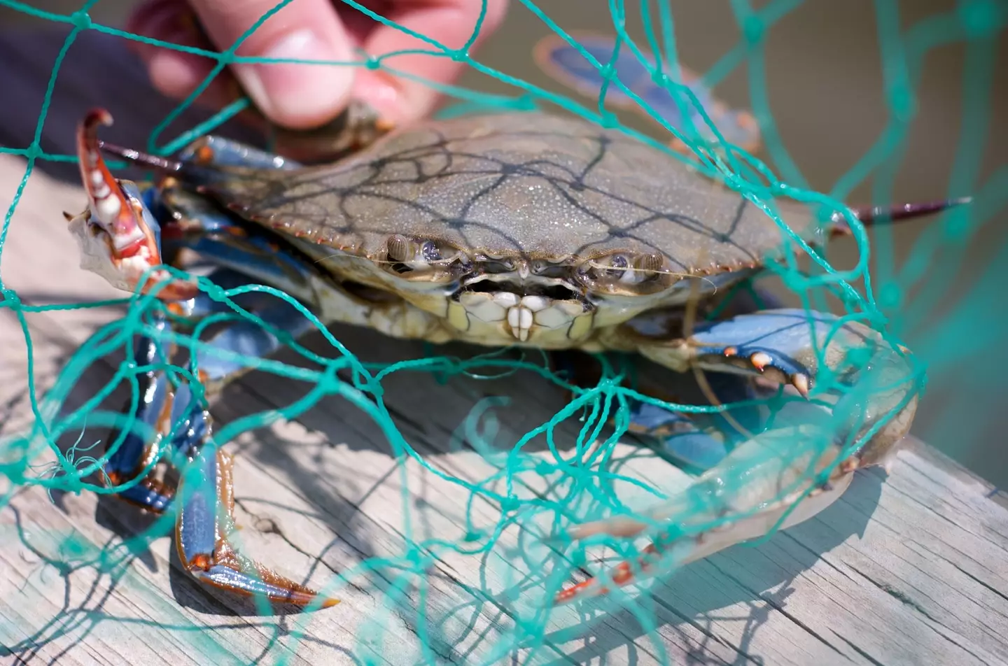 Blue crabs often snip their way through fishing nets and pinch fishermen.