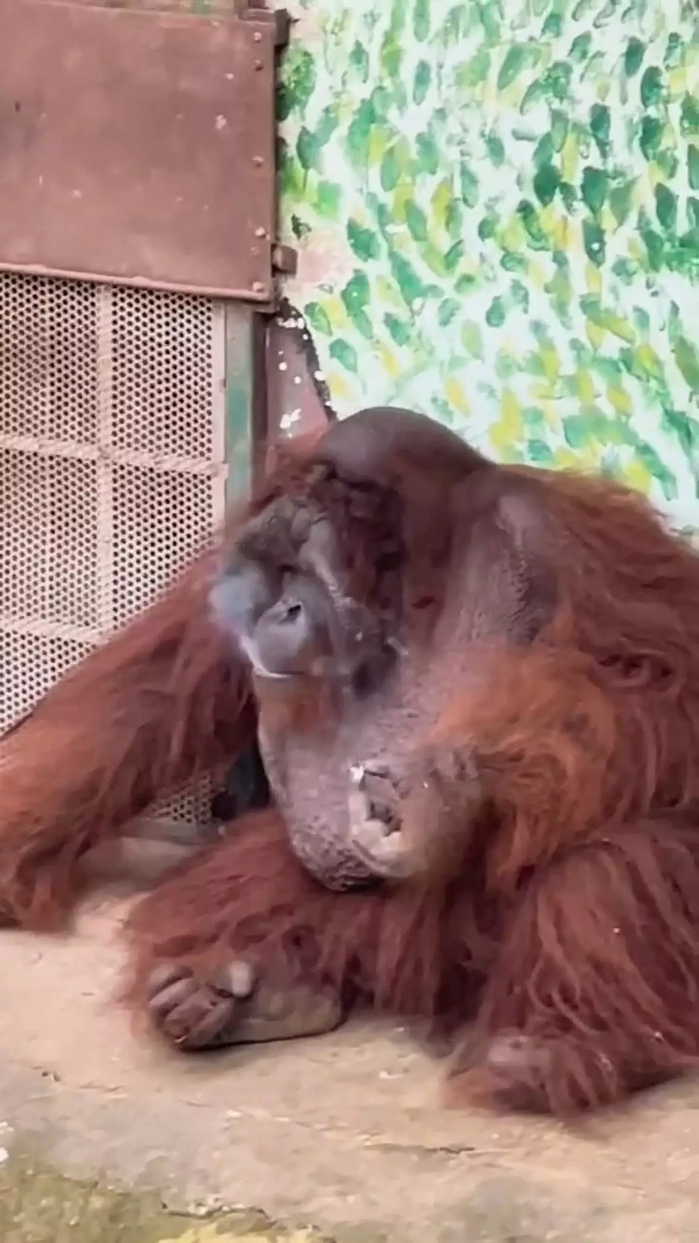 The orangutan was seen puffing on the cigarette as a human would.