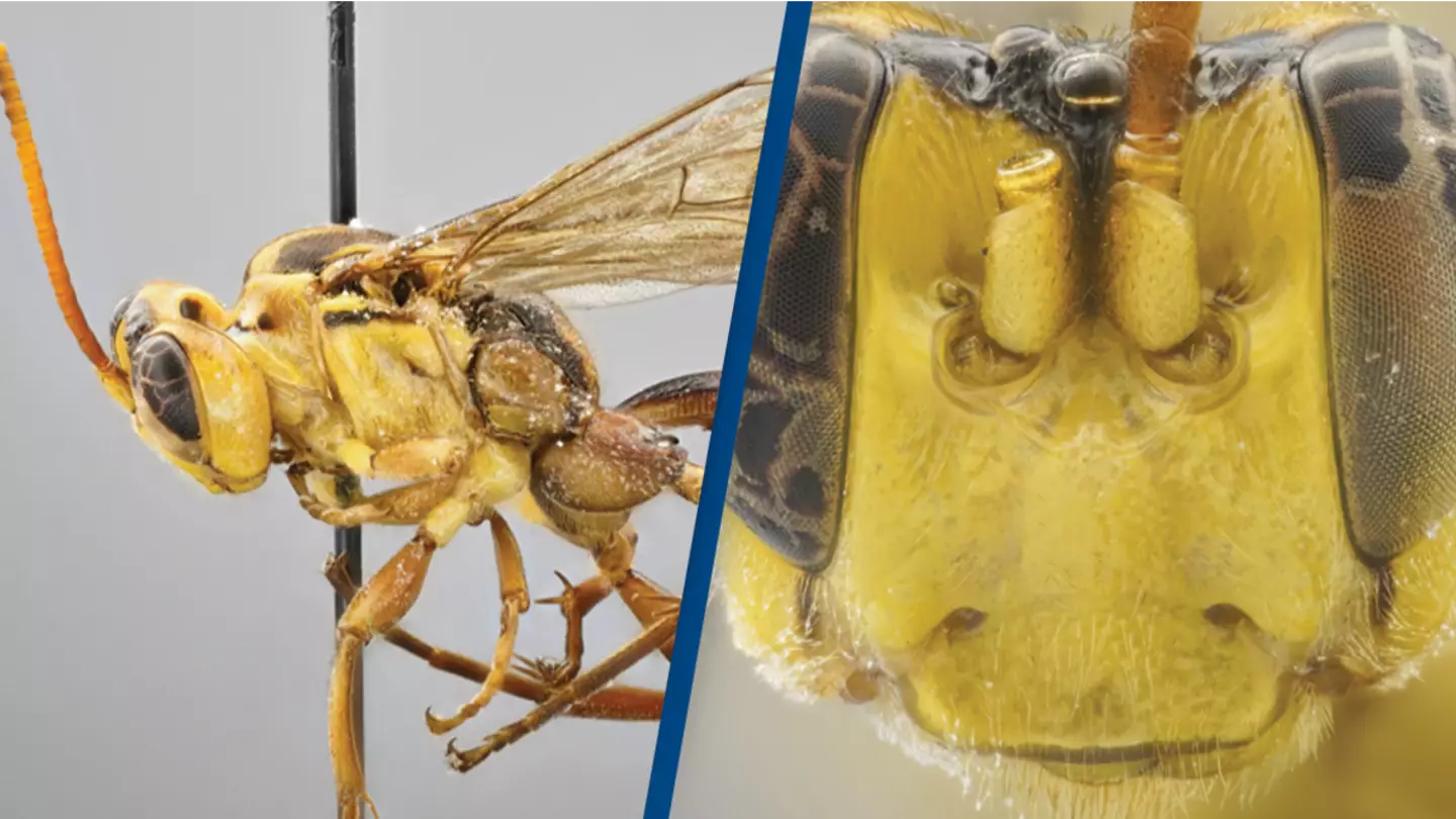 Blood sucking 'alien-like' wasp that eats host from the inside out discovered in the Amazon