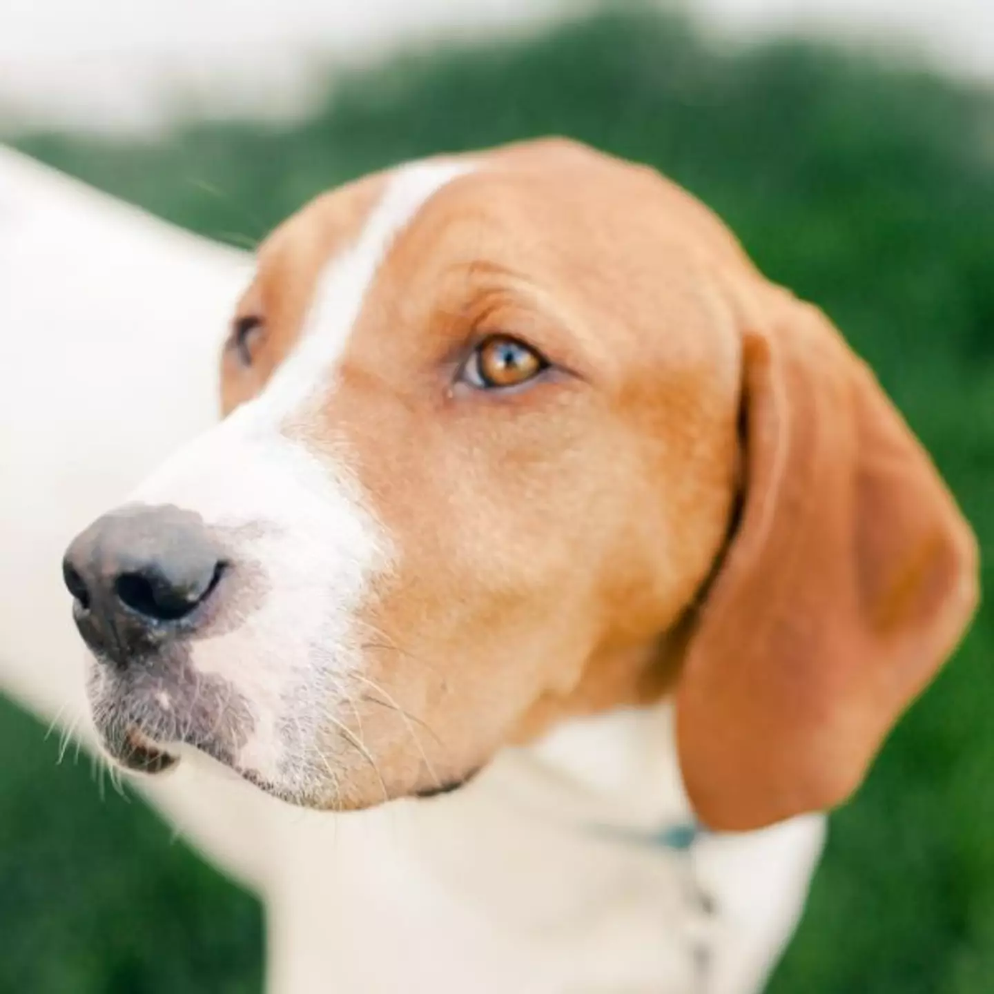 What Amos - a.k.a. Beau - looks like now (Lost Dog & Cat Rescue Foundation)