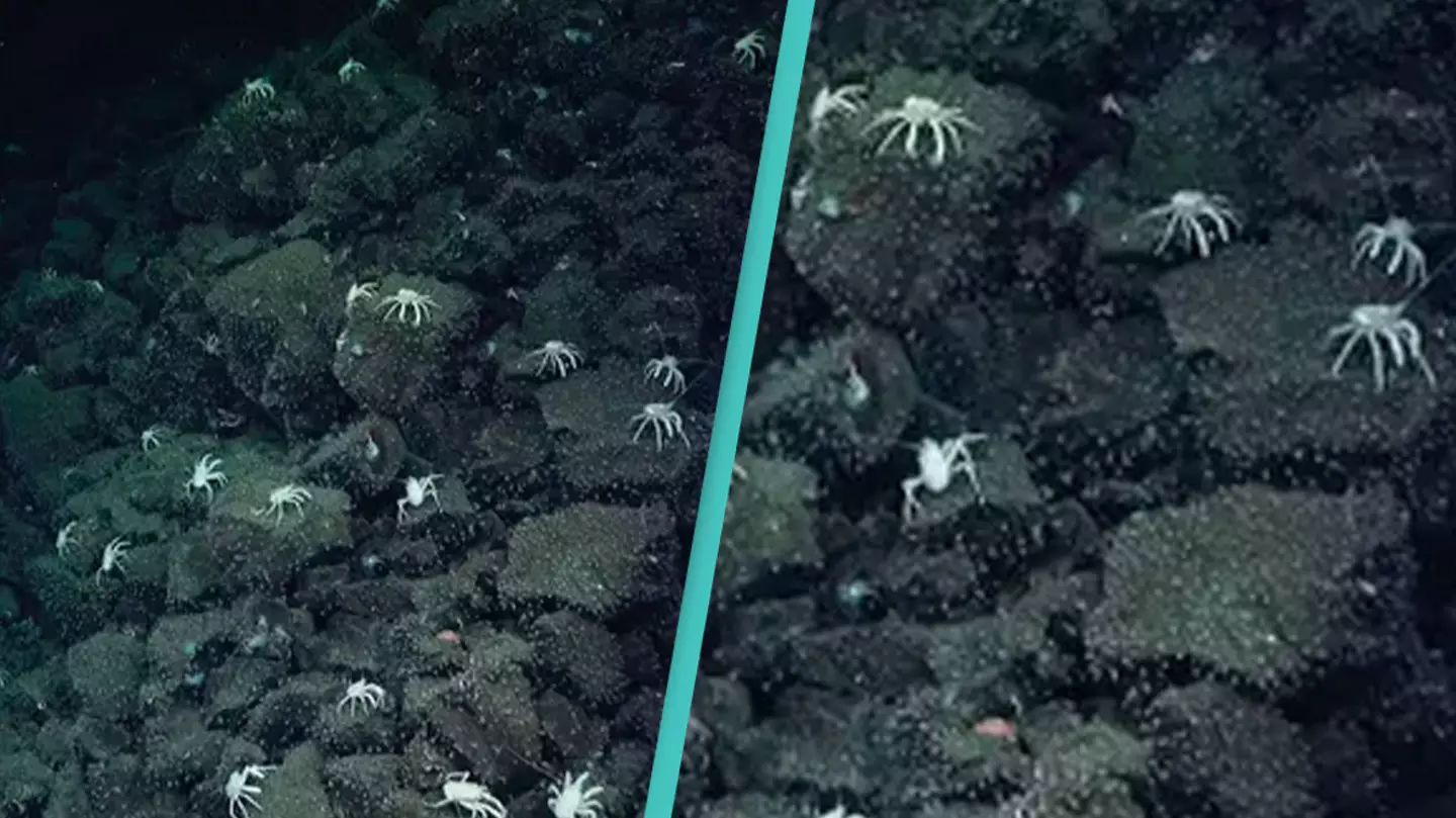 Des scientifiques font une découverte incroyable après avoir repéré des traces de crabes au fond de l'océan