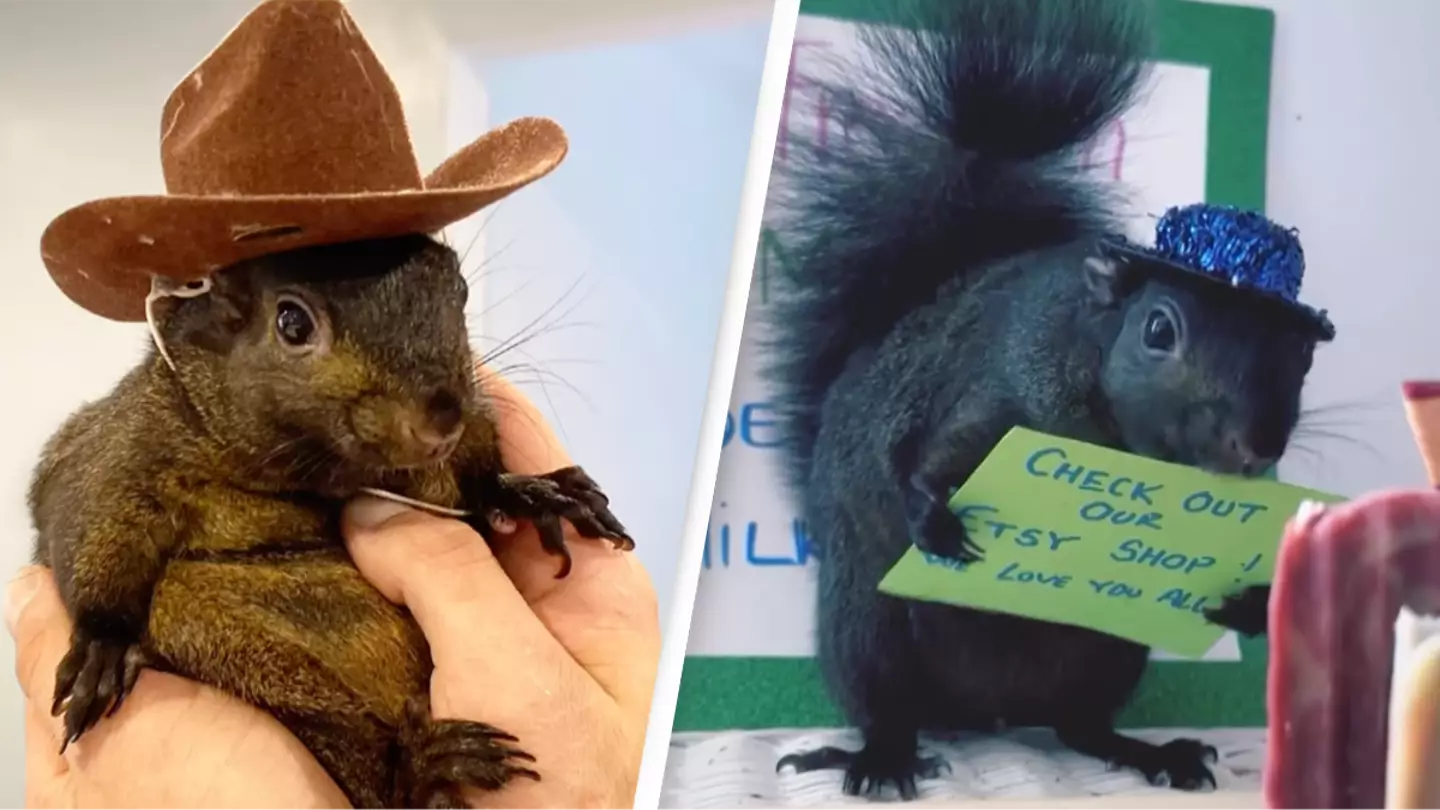 Beloved pet and internet sensation Peanut the Squirrel is euthanized after being seized by NY state