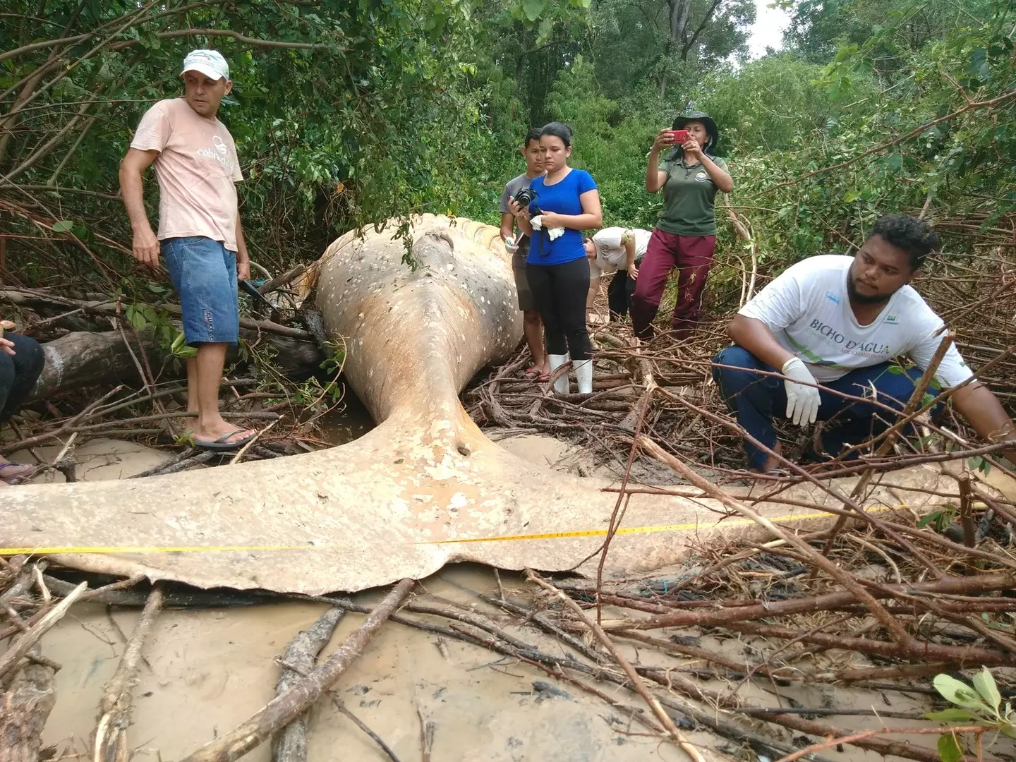 The dead whale was found in the Amazon Rainforest.