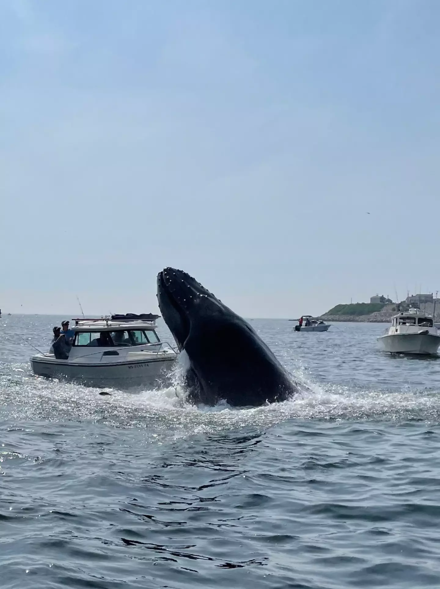 The whale breached the boat at 10am local time.