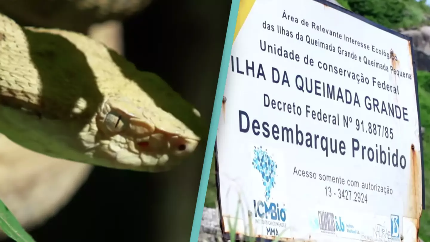 'Deadliest Place On Earth' Is Island Filled With Thousands Of Snakes Where People Are Banned From Entering