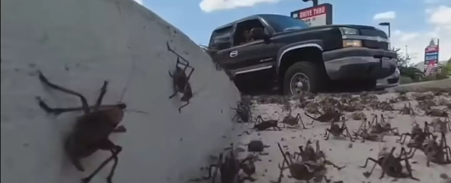 The insects are making life hell for residents in Elko, Nevada.