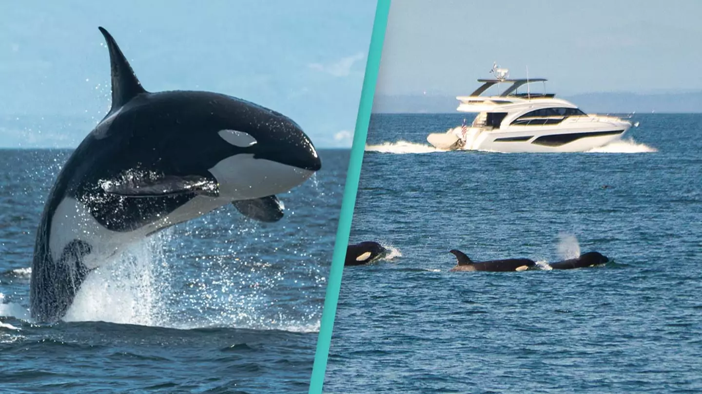 Relentless orca 'attack' sinks yacht in just 45 minutes
