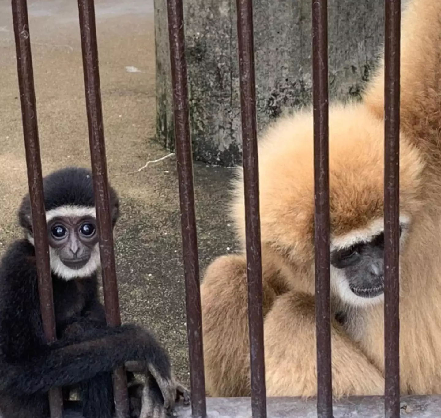 Momo (right) and her baby (left).