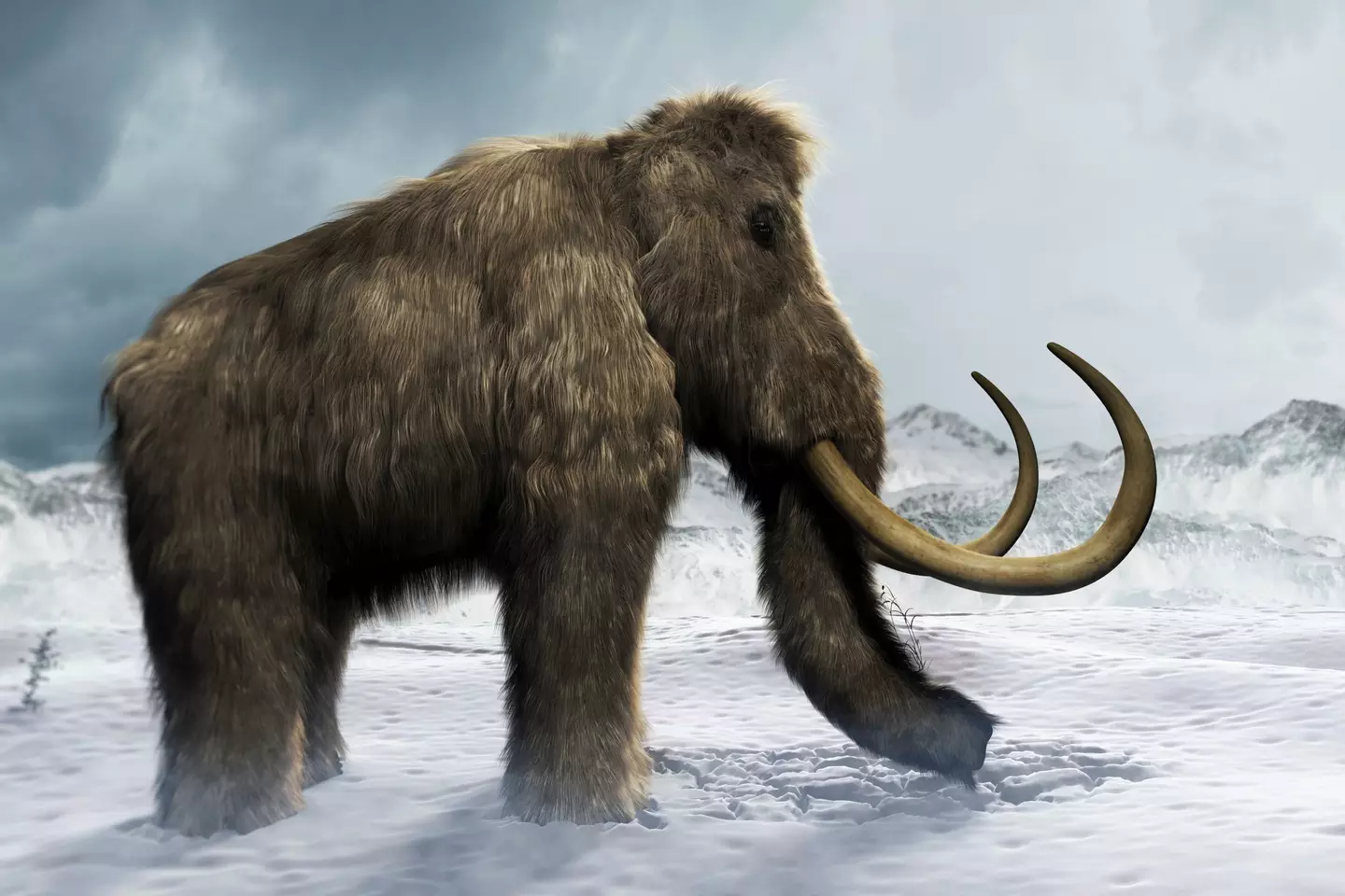 Wooly mammoth.