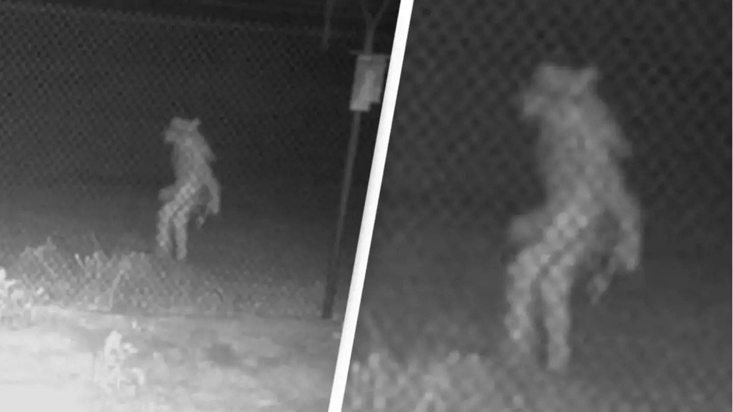 Mystery of strange creature caught on camera that baffled entire city has never been solved