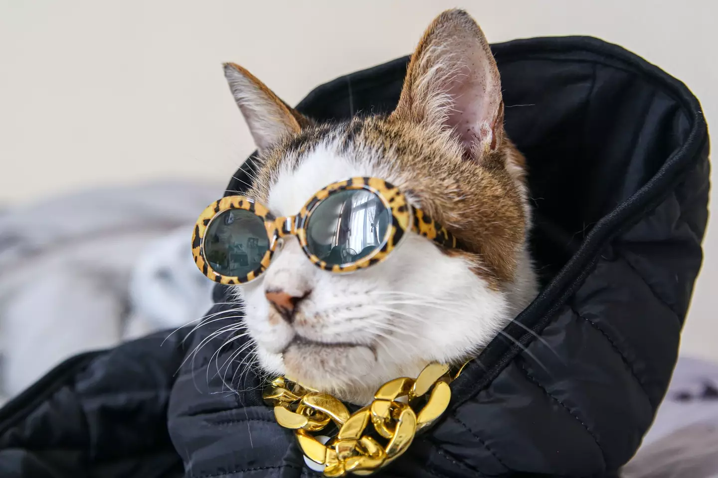 The cats were certainly set for more than just their nine lives (Getty Stock Images/MamiGibbs)