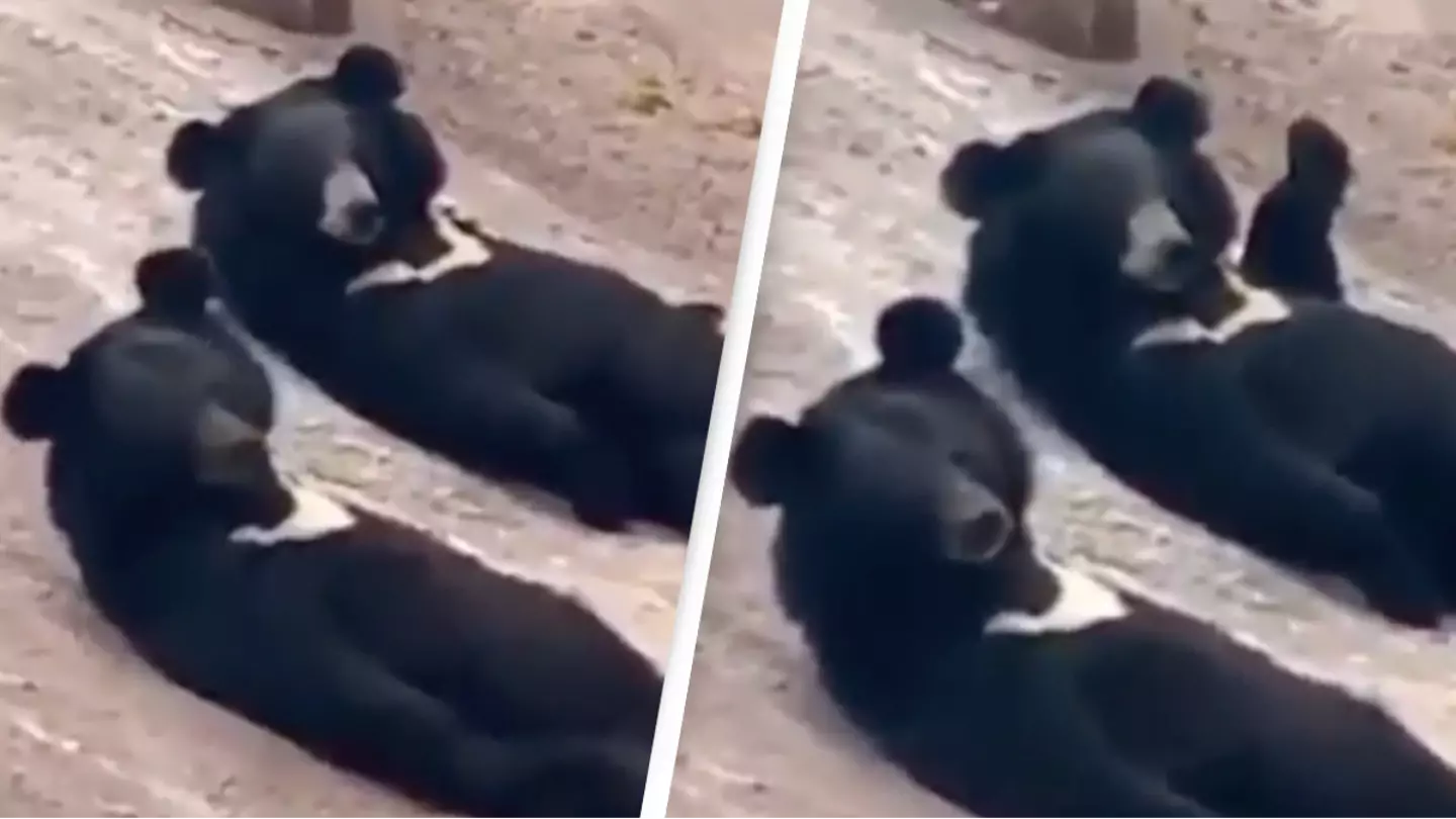 People are convinced bears are humans in costumes after video resurfaces showing them relaxing