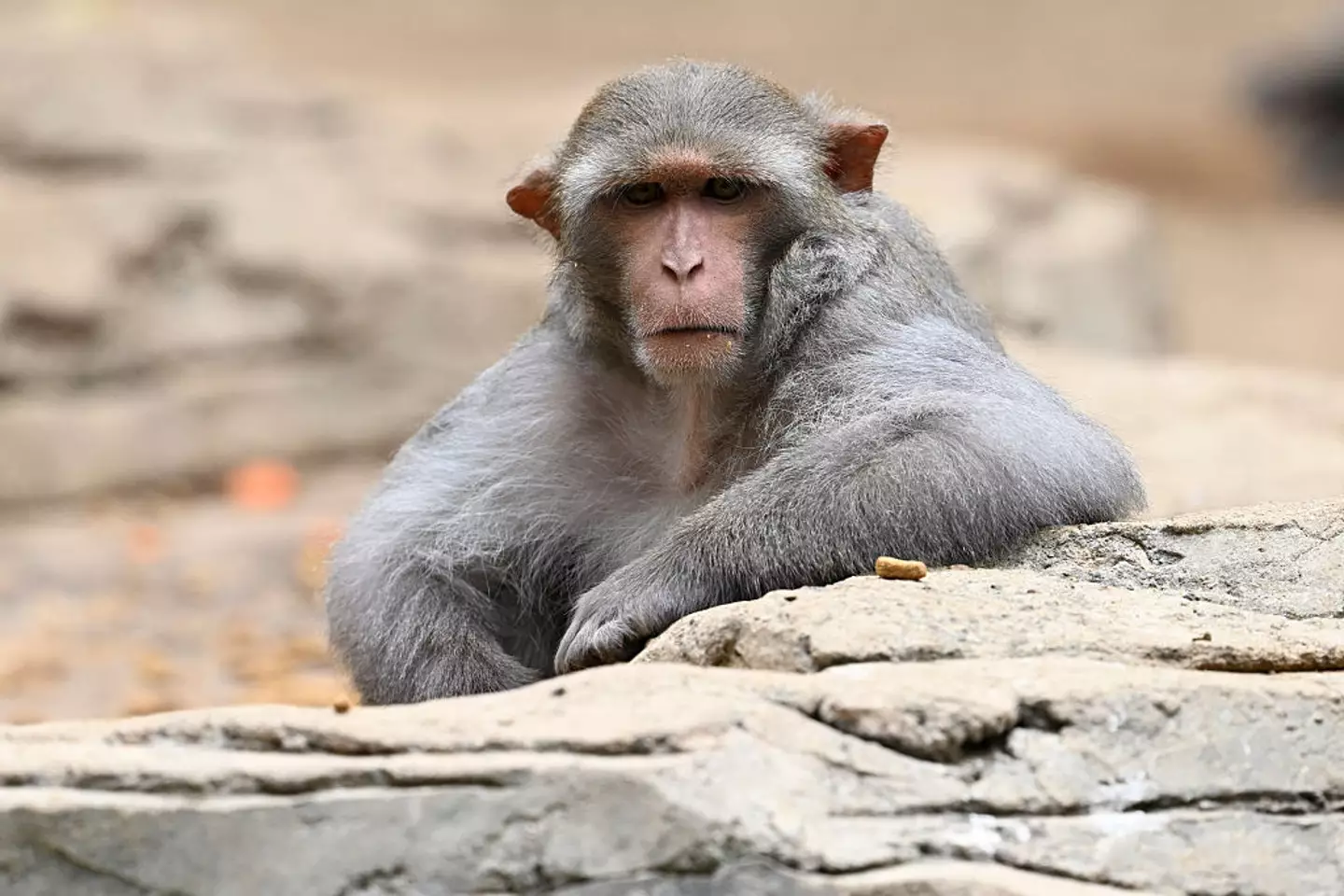 The monkeys were described by the truck driver as 'a threat to humans' (JOHAN ORDONEZ/AFP via Getty Images)