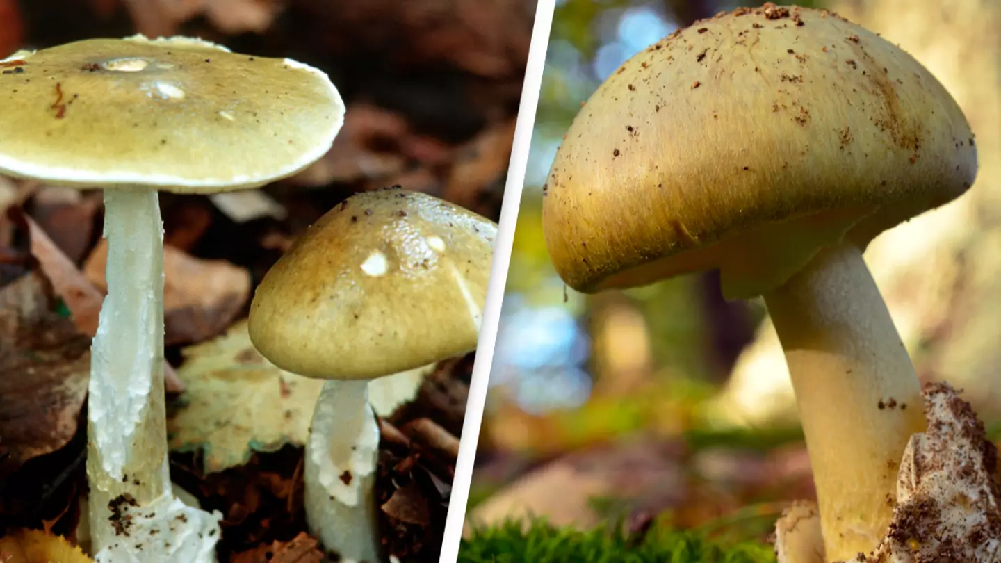 California is being invaded by world's deadliest mushroom, study finds