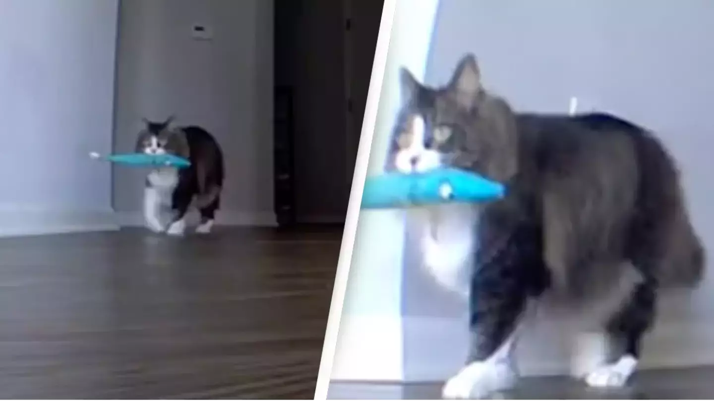 TikTok/@catnamedpawl