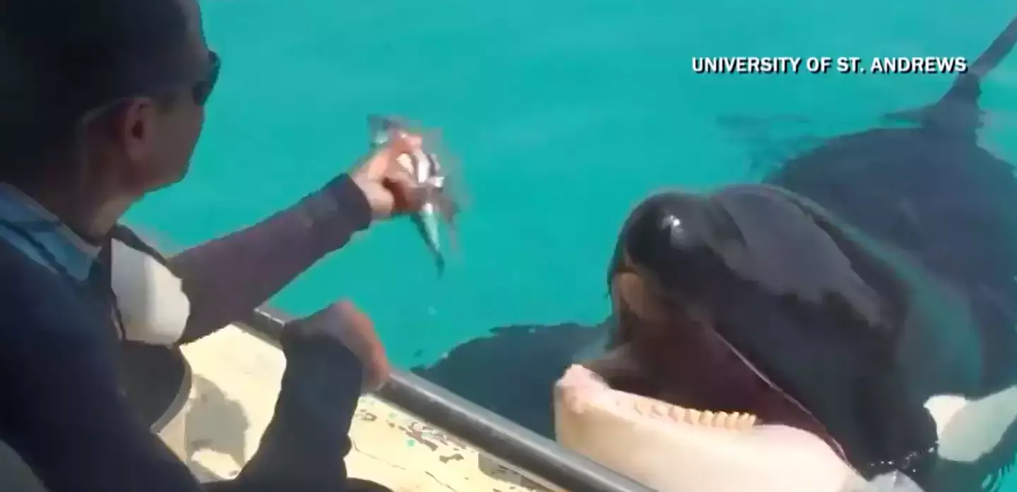 Wikie the whale has impressed people with her sounds (Abramson et al/CBS News)