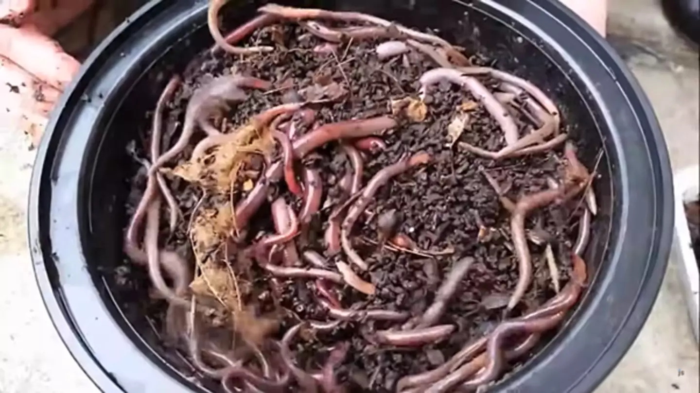 Invasive worms which can jump, wriggle and clone themselves are invading California.