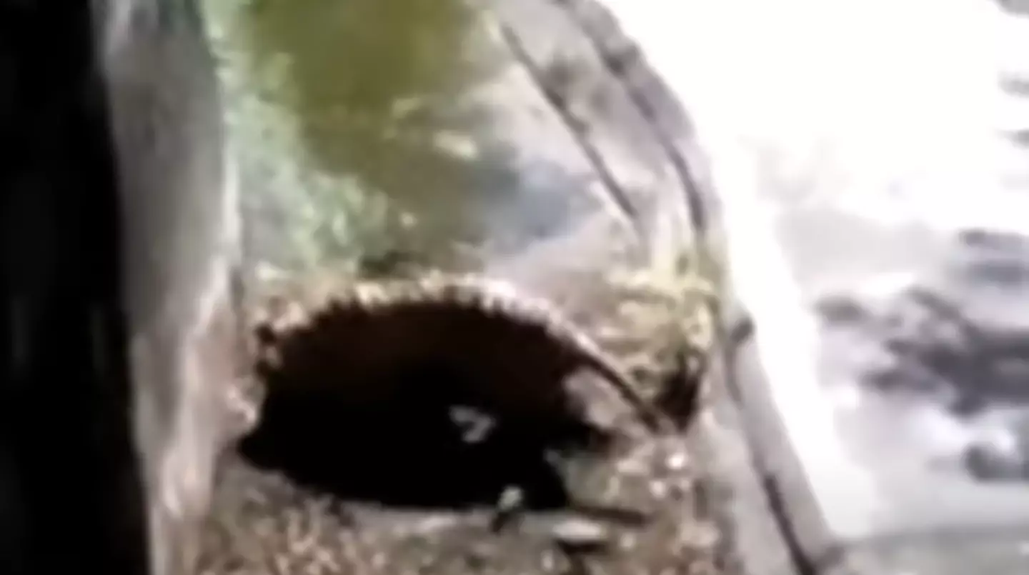 Spectators threw stones at the tiger in an attempt to distract it.