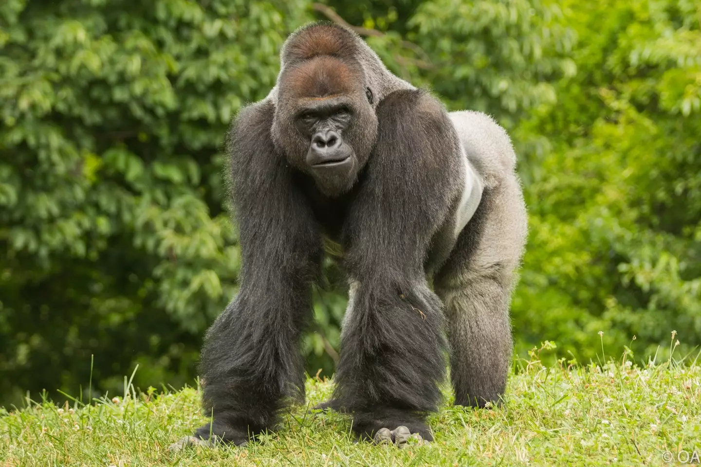 Leave the gorillas out of it eh? (Getty Stock Images)