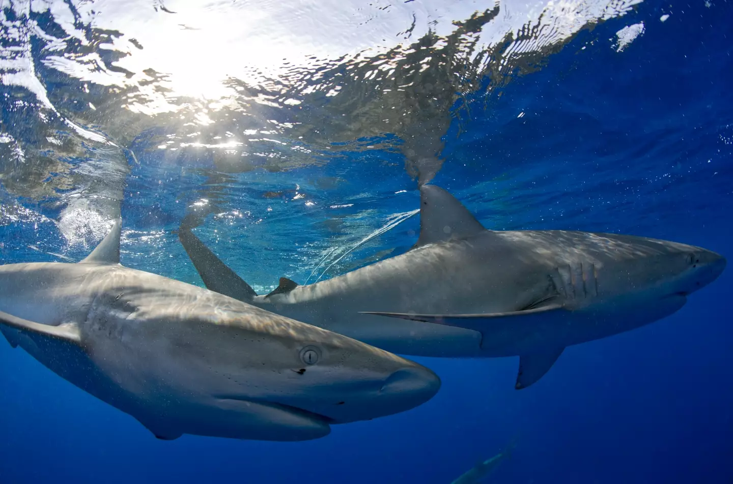 Hoyos ended up having 27 injuries from the attack (Reinhard Dirscherl/ullstein bild via Getty Images)