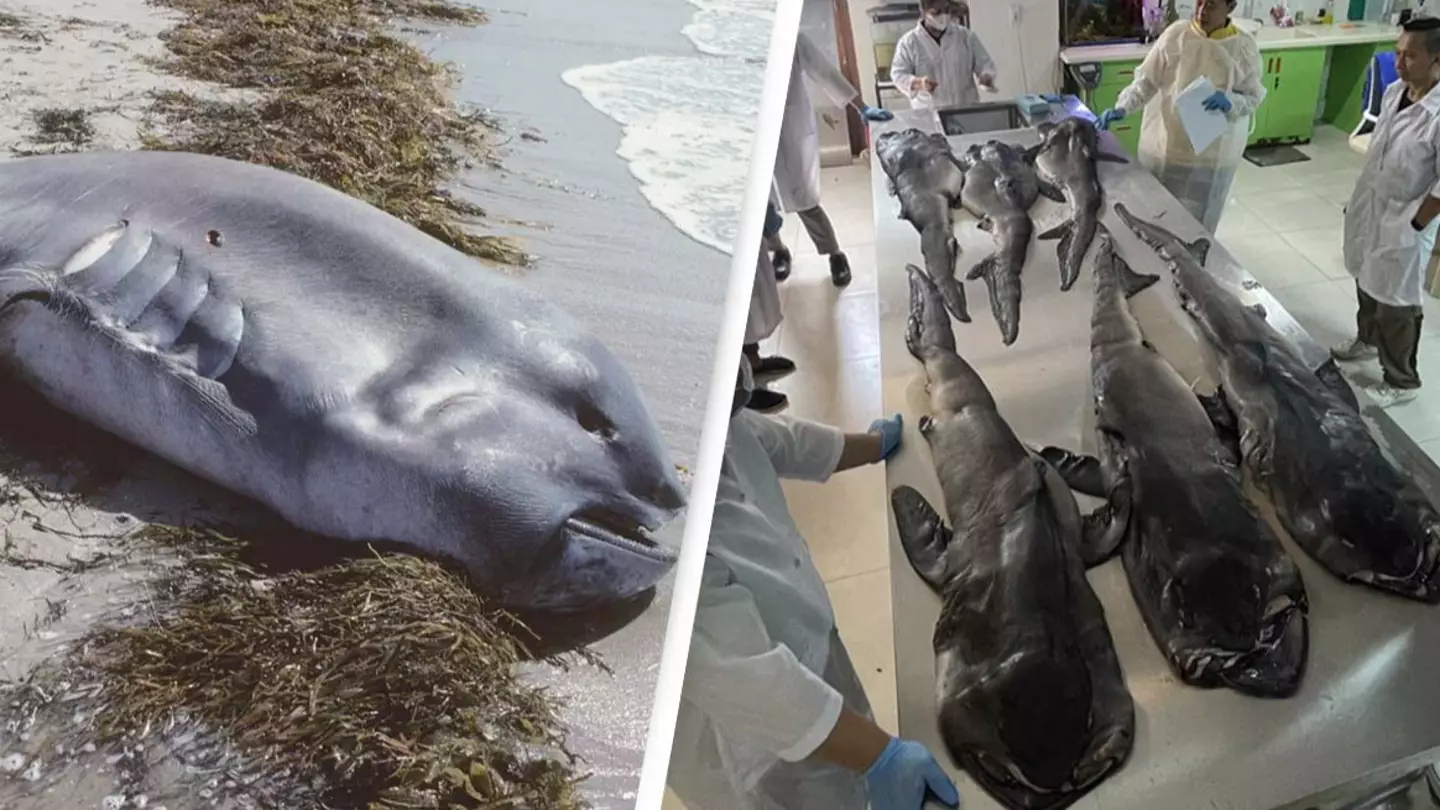 Extremely rare pregnant megamouth shark washes up on beach and stuns scientists