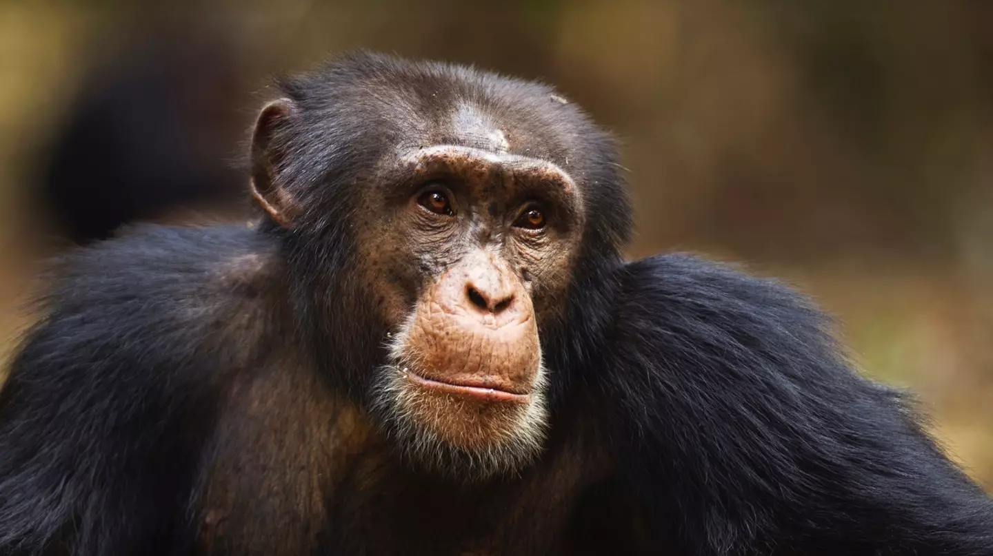 “They began to consider the moral and ethical considerations.” (Getty stock image)