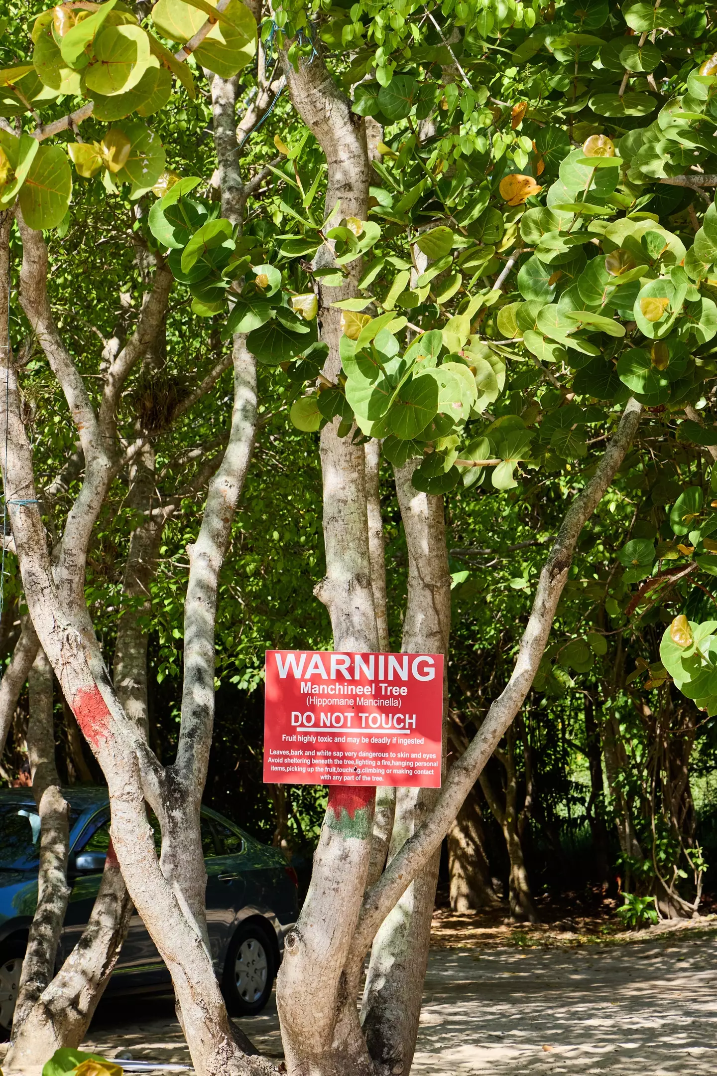 Manchineel trees with warning signs at Buccoo Beach in south west Tobago (Getty stock)