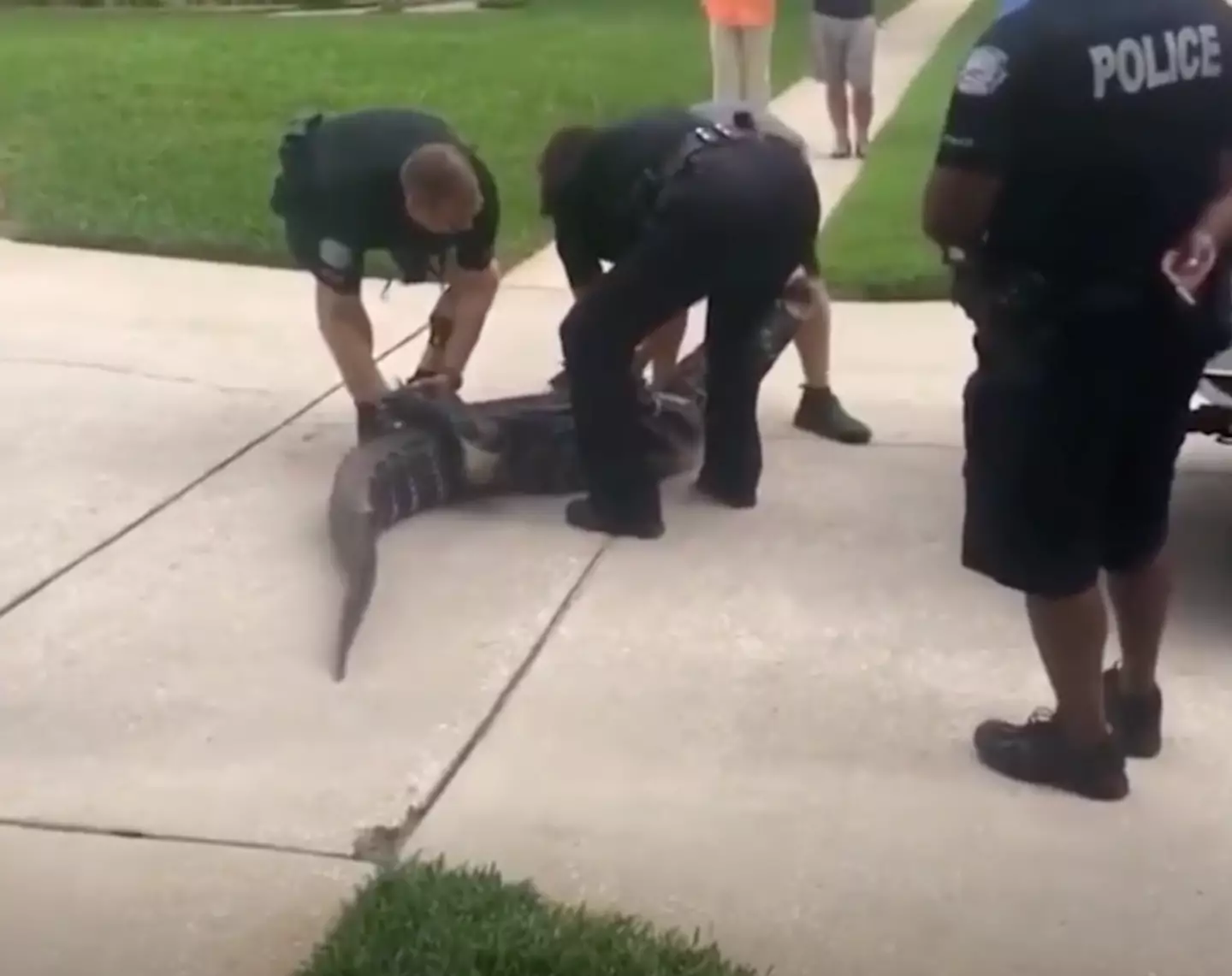 The gator was strolling through the neighborhood.