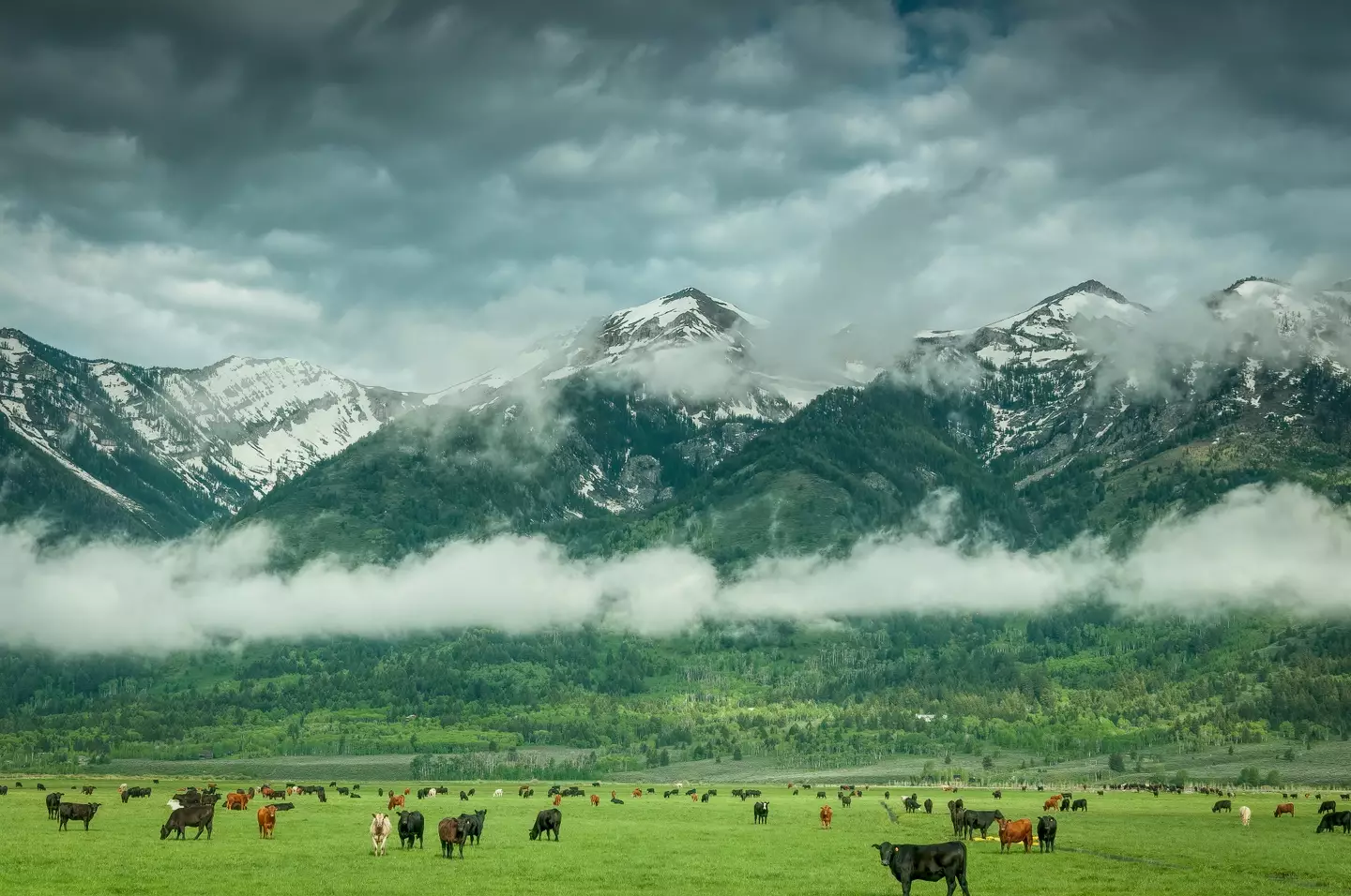 Robinson has a history of cattle farming in the area (Getty Images)