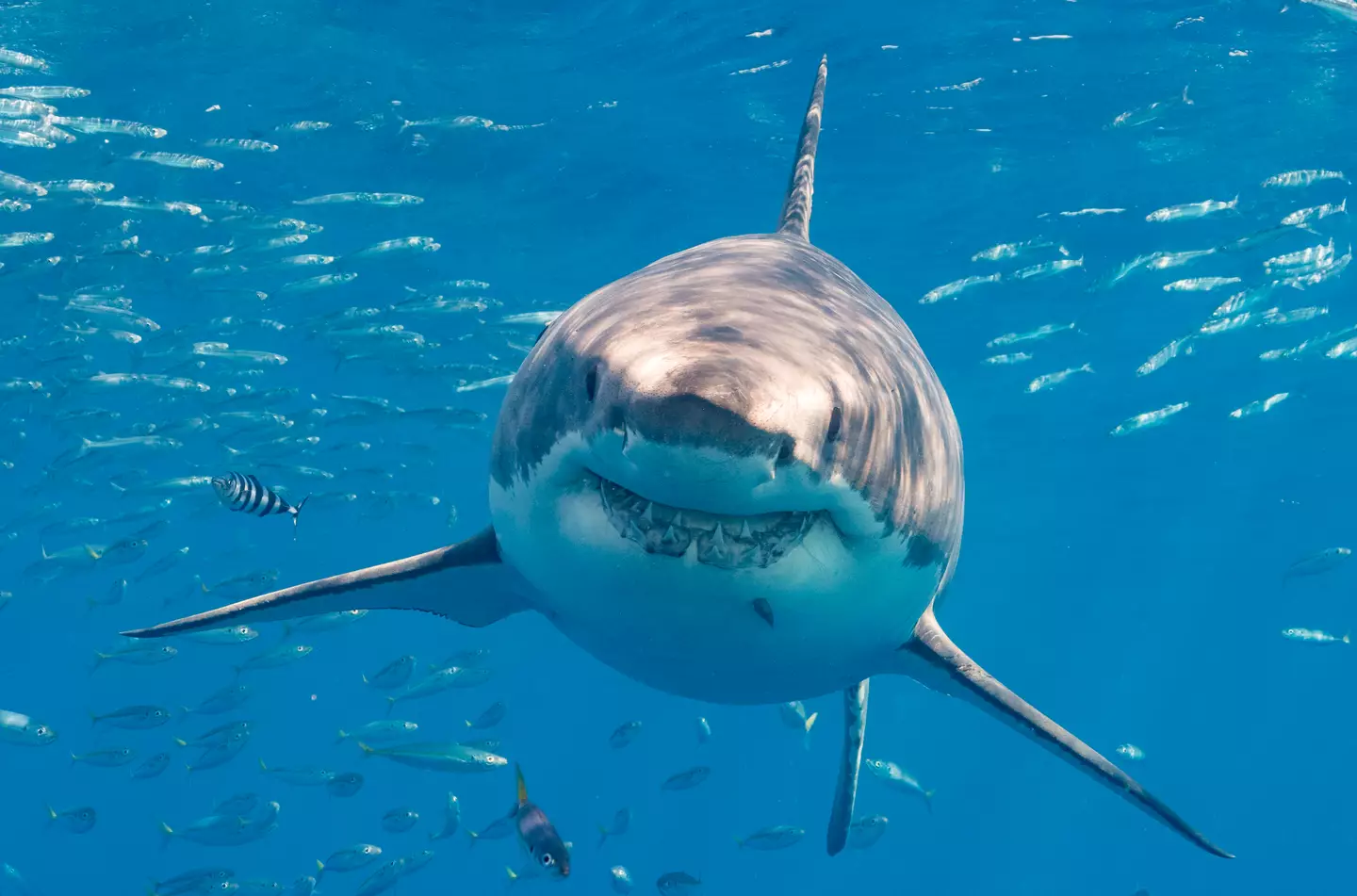 All the same, do your best to avoid tussling with a shark (Getty Stock Image)