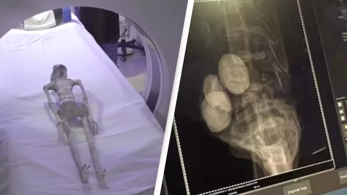 New information emerges about 'alien corpses' as they're put under lab tests