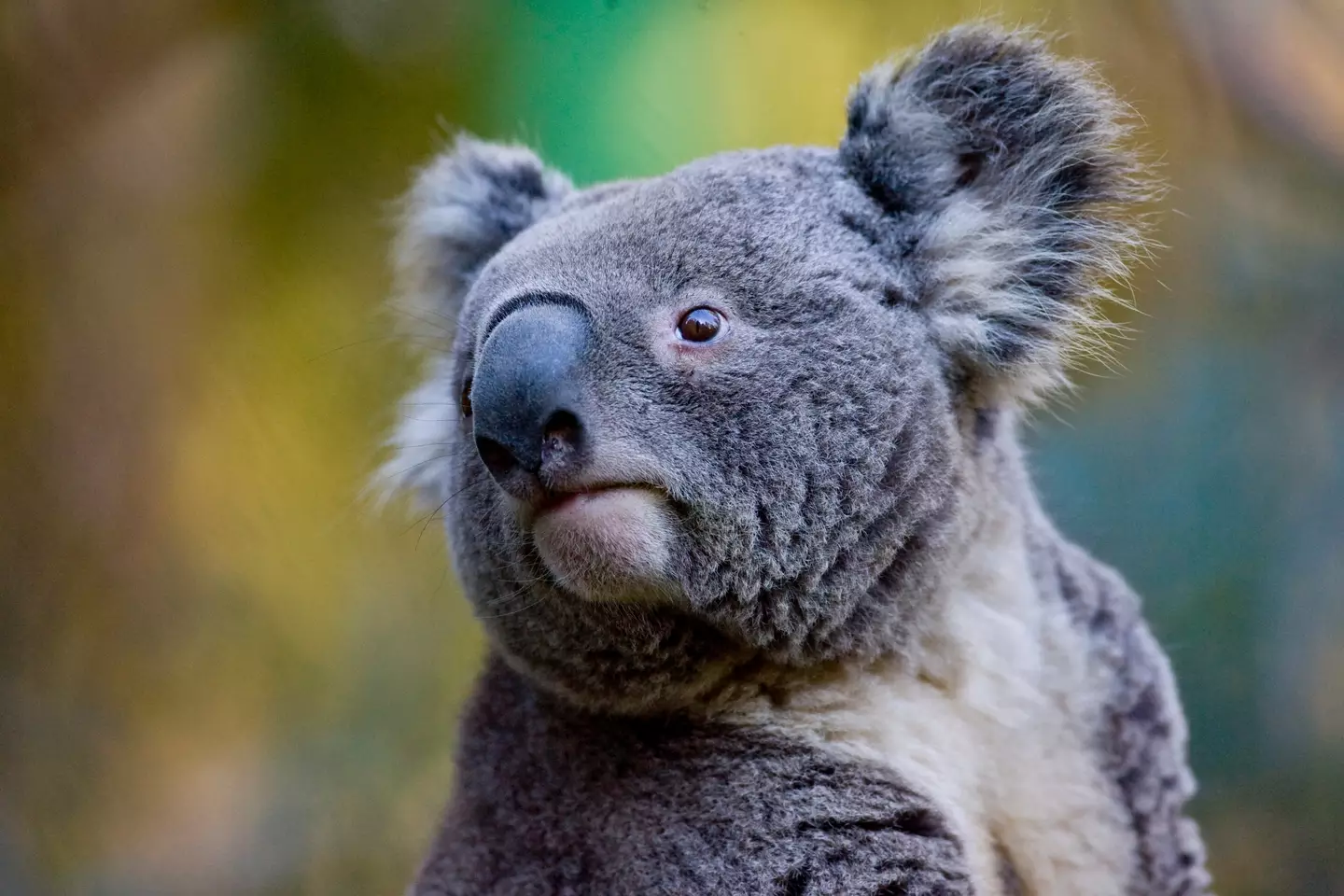 Koala's have been compared to pigs in light of the oink-like noises they make.