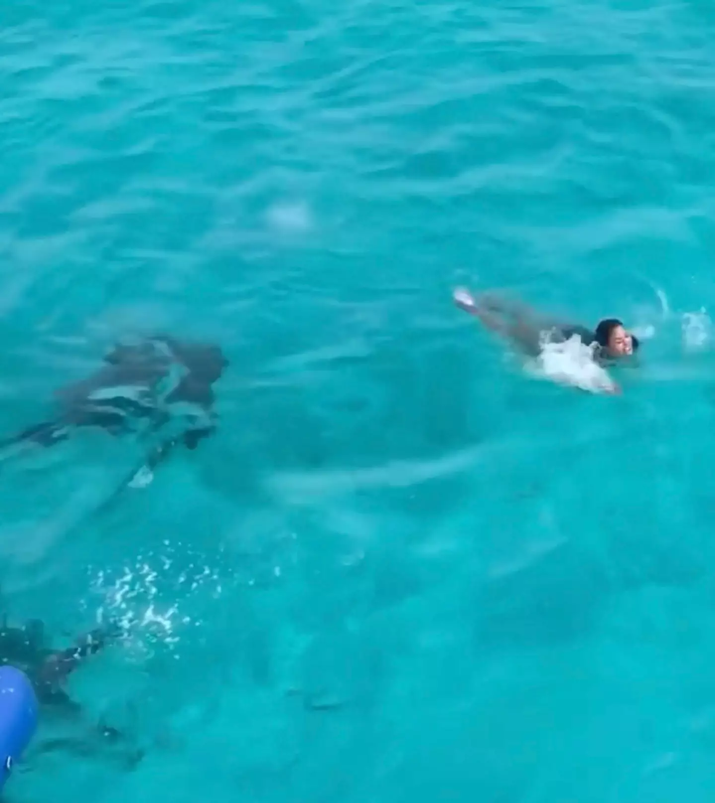 The video shows the woman swimming completely unaware of the creatures lurking around her.