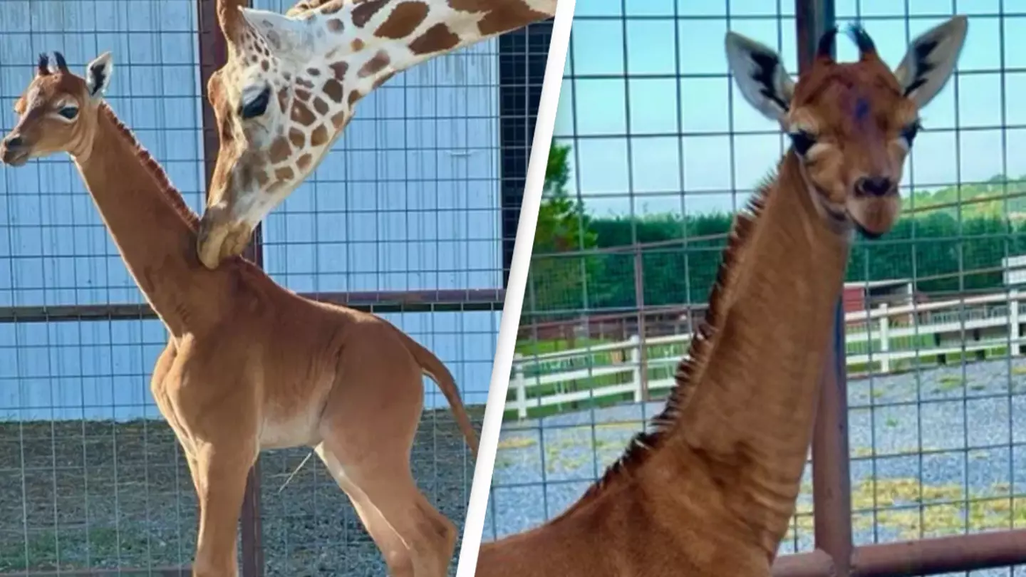 World's only spotless giraffe has been born at zoo in US