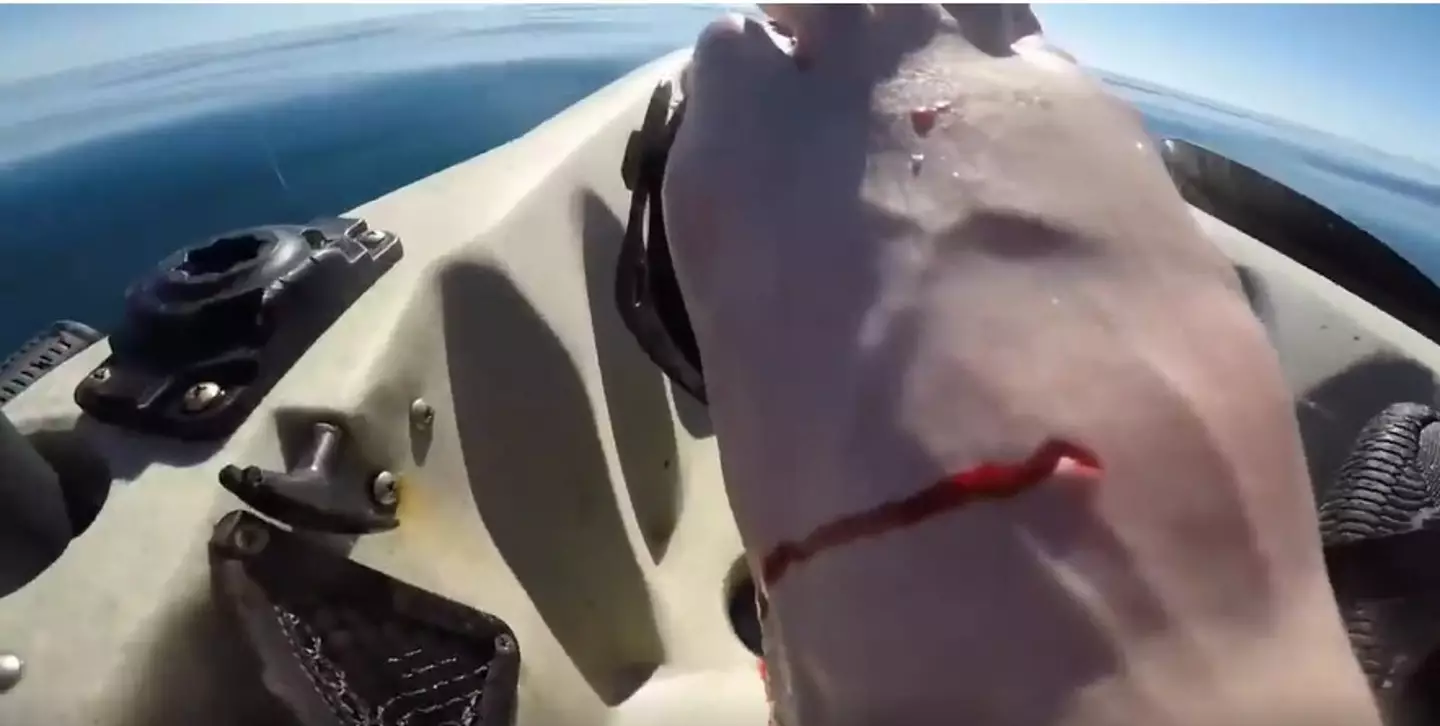 The fisherman was left with a hole in his foot from the shrimp's powerful punch.