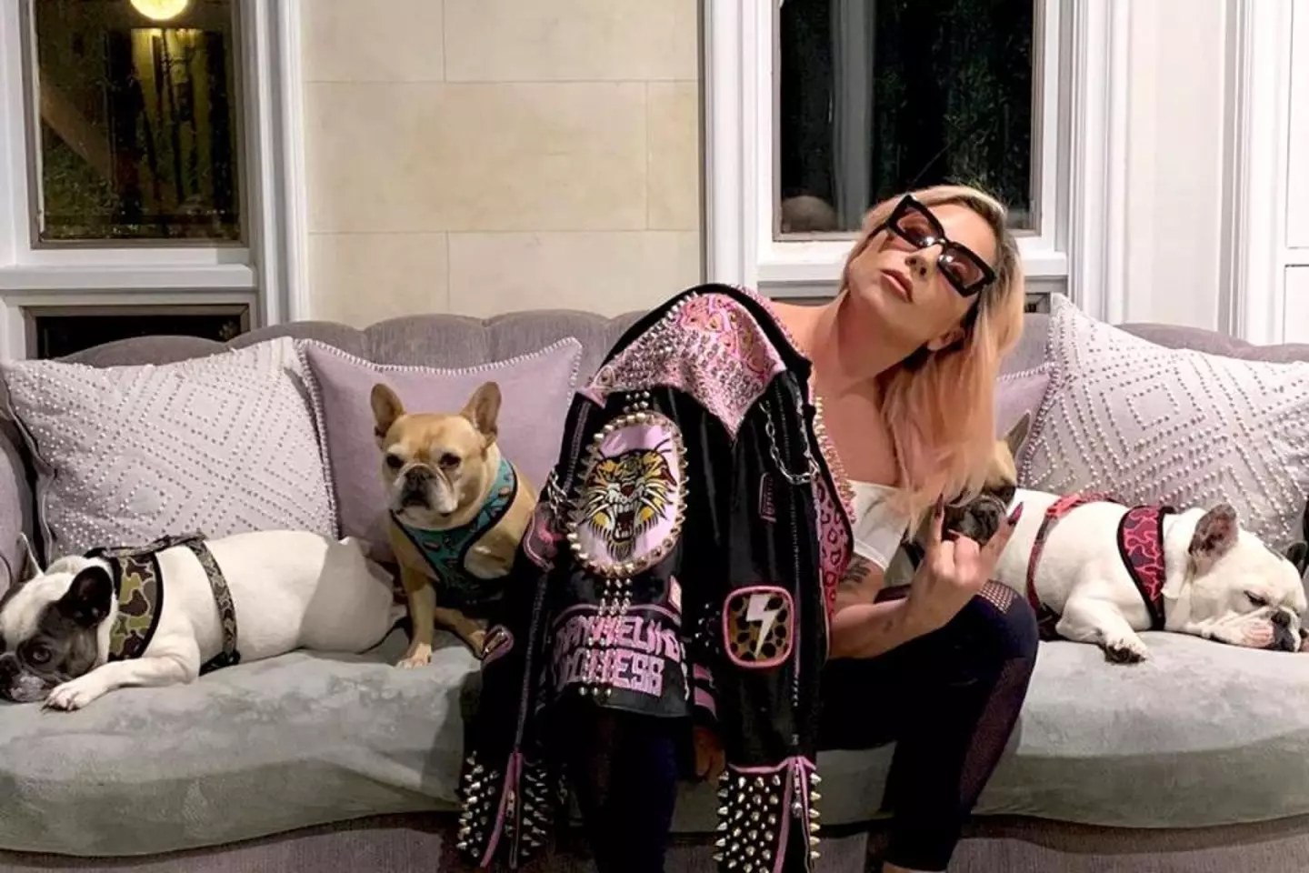 Lady Gaga with her beloved bulldogs.