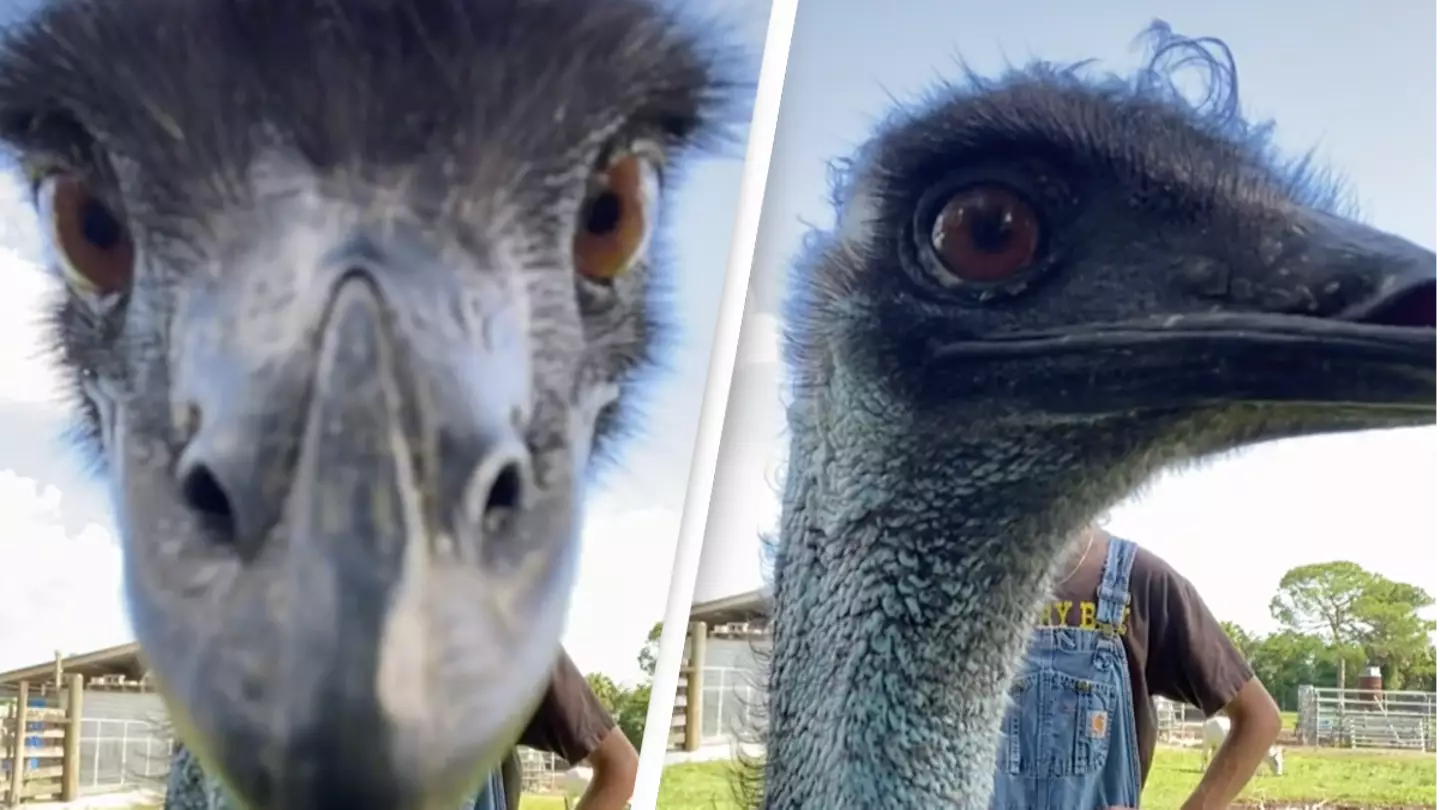 A Random Emu Has Suddenly Gone Very Viral On TikTok
