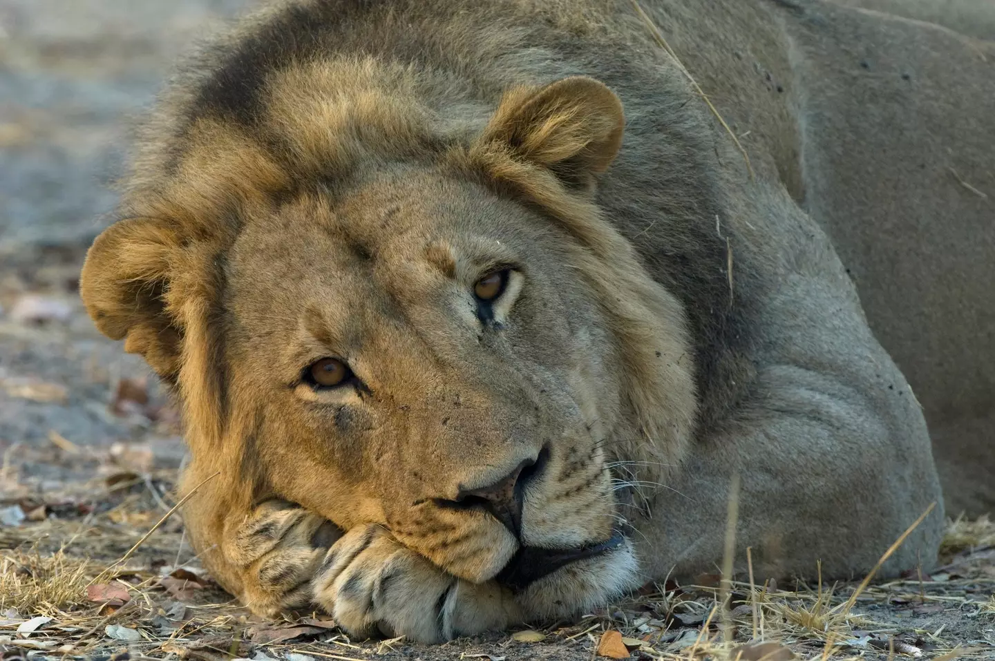 A lion seen resting at Hwange National Park, Zimbabwe (Christopher Scott/Getty Stock Image)